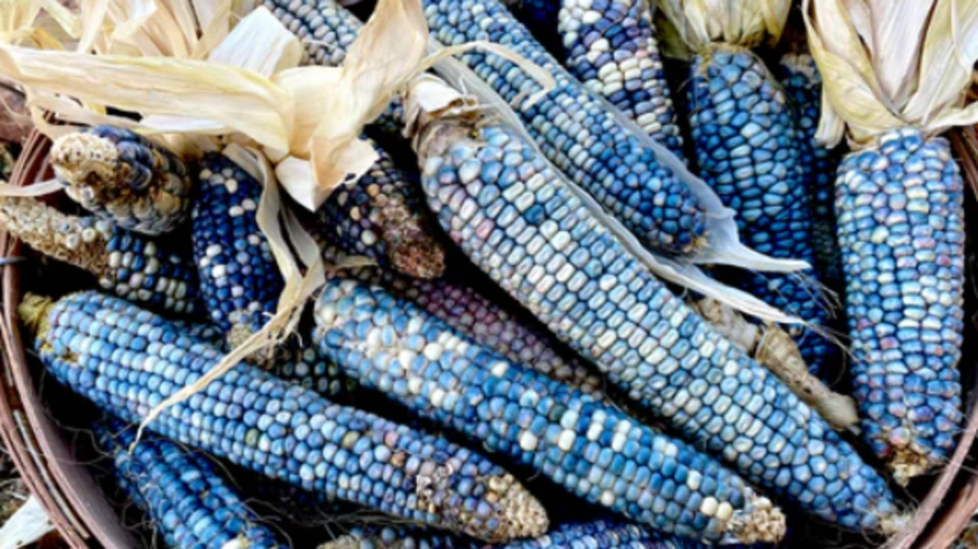 Here's why you should eat blue corn