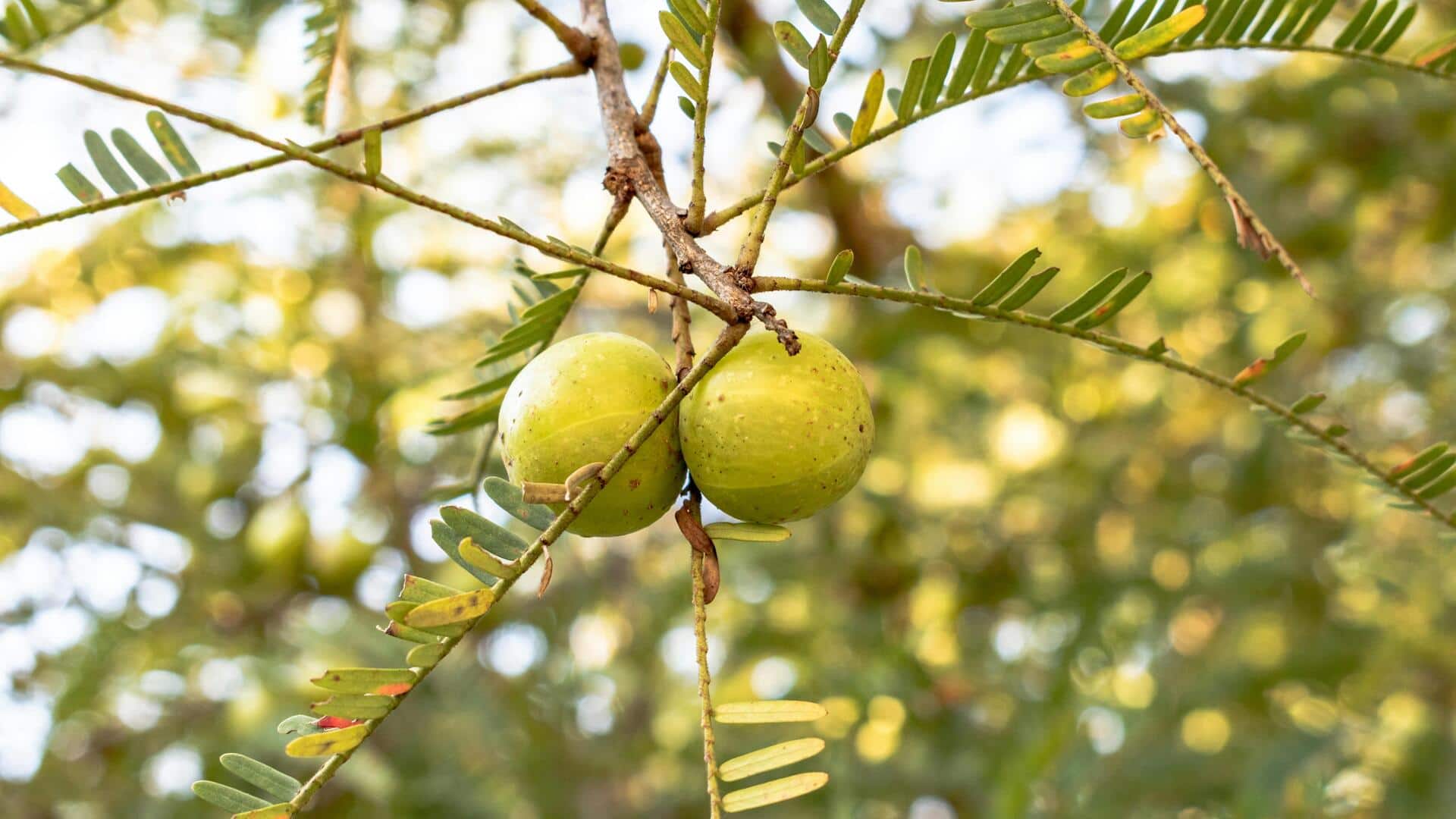 Amla: The tiny fruit that packs a heart-healthy punch