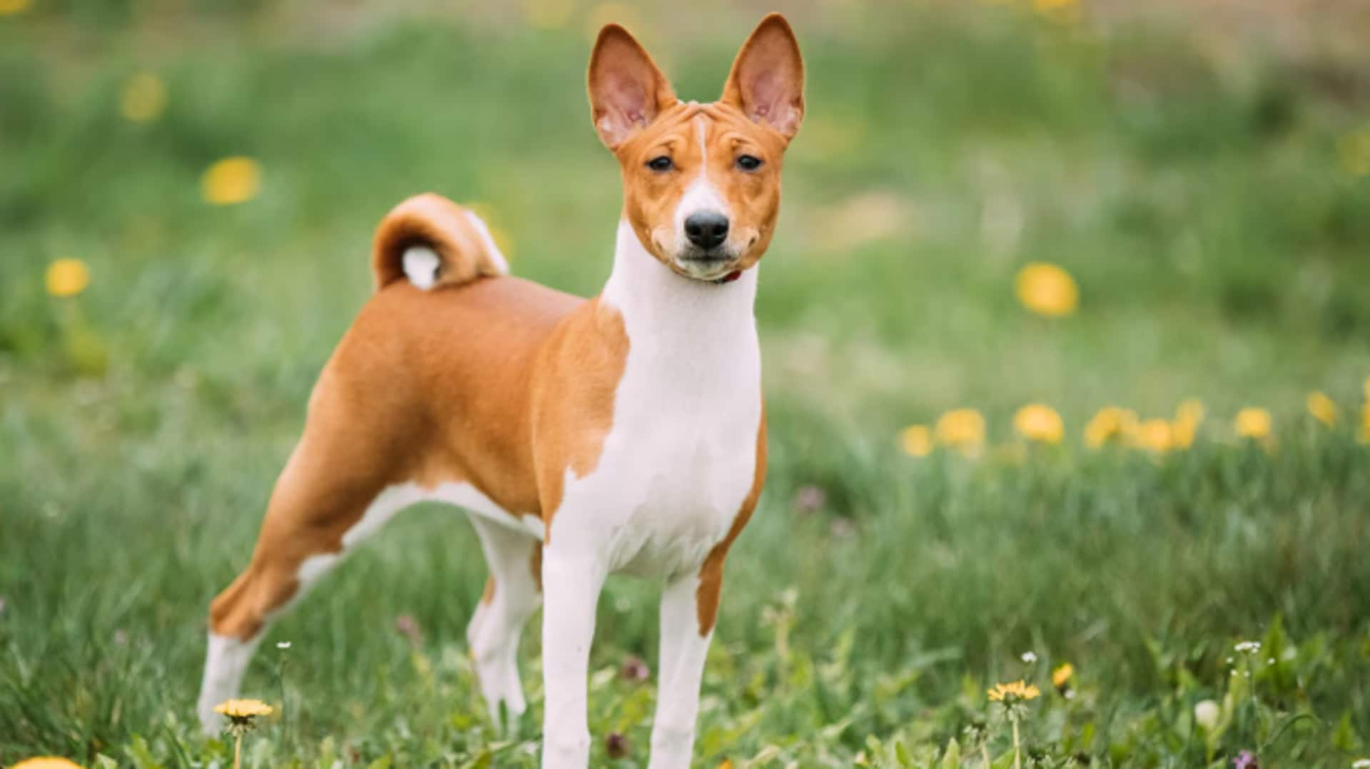 Pamper your Basenji: A step-by-step nail care guide