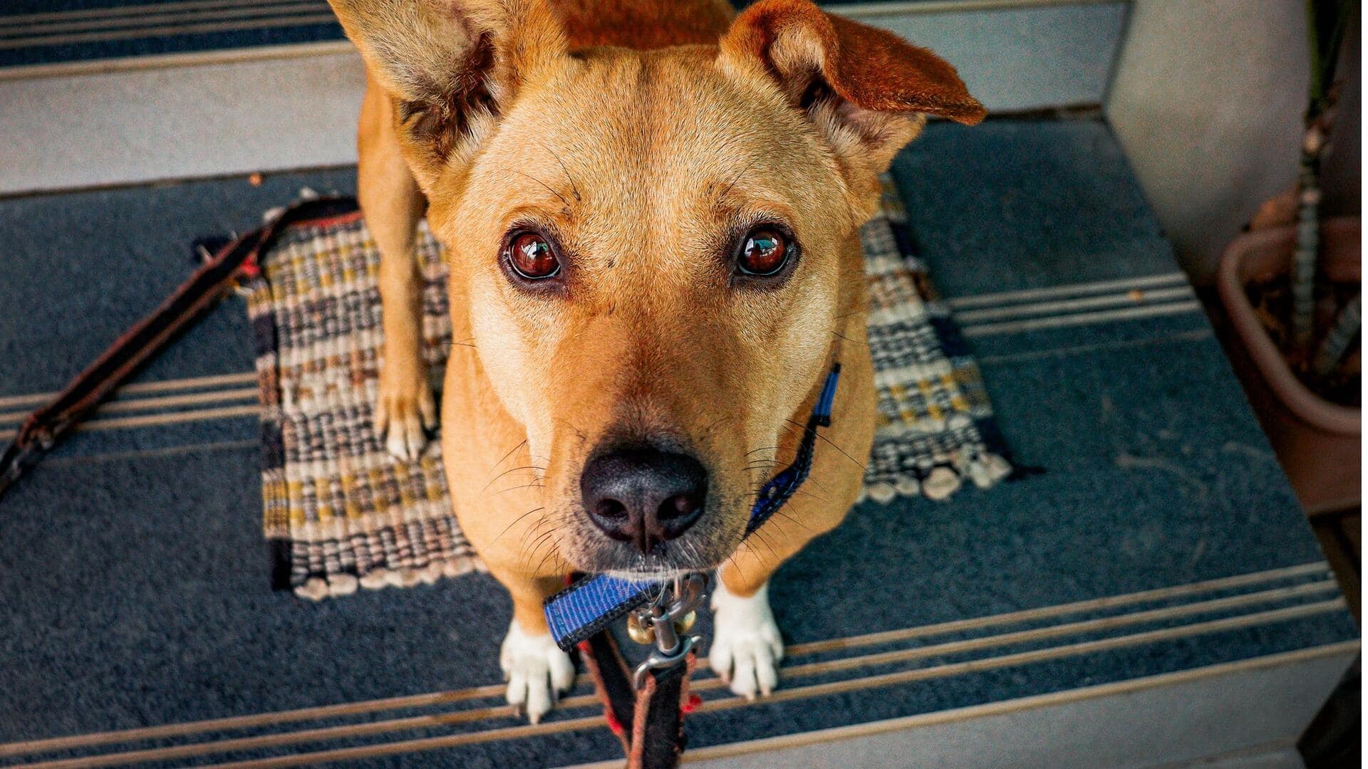 Easy-to-clean mats every dog owner needs