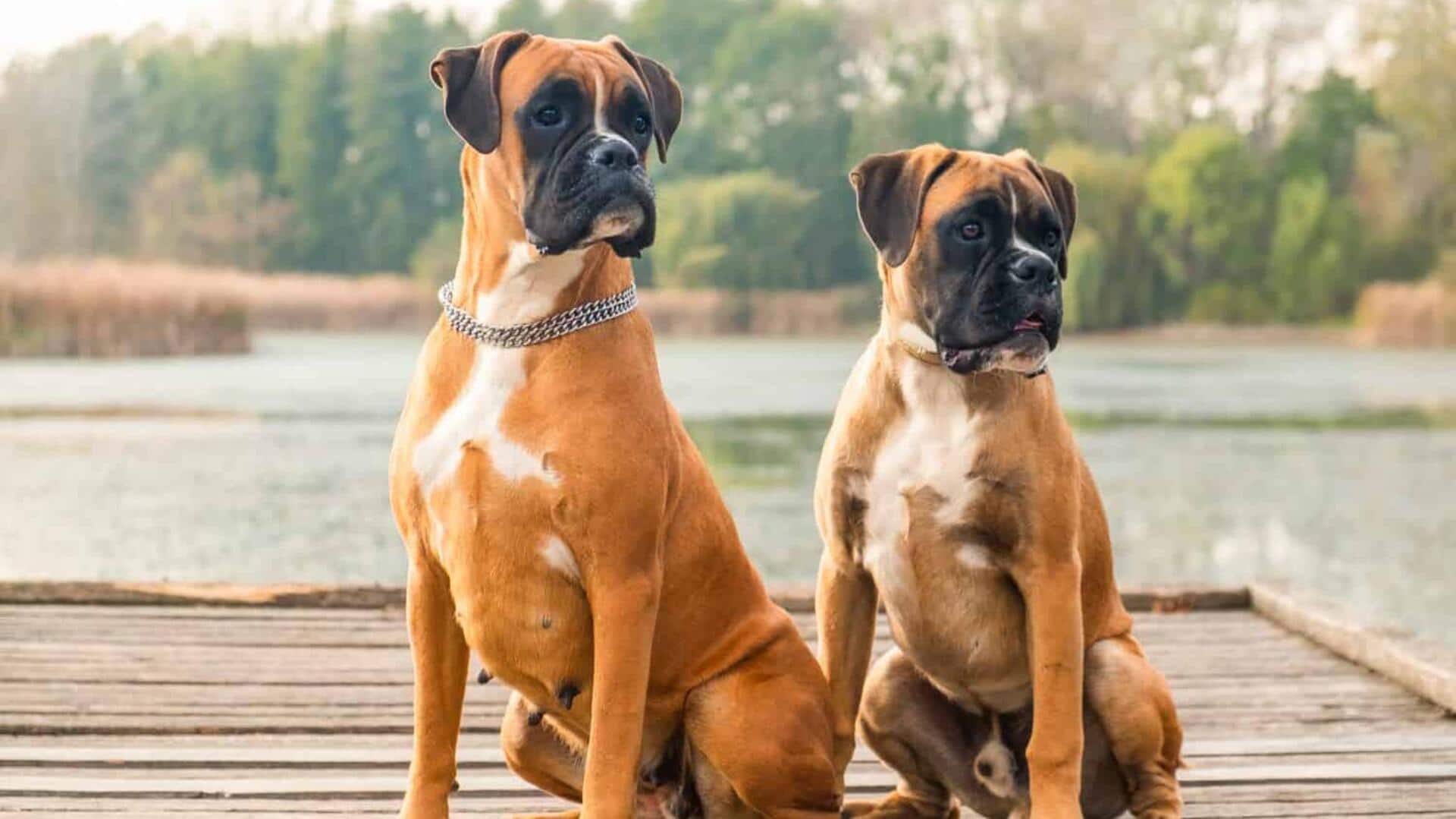 Boxer coat care tips their owners should take care of 