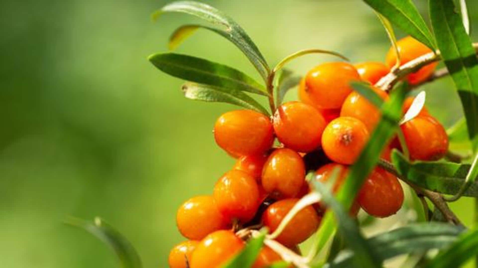 Elevate your recipes with sea buckthorn 