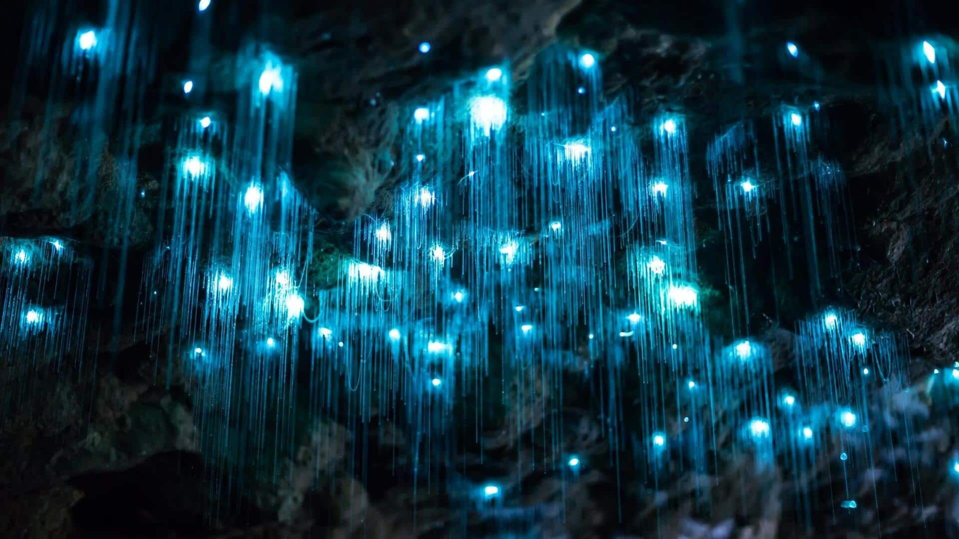 Glow worm tours: A once-in-a-lifetime experience!