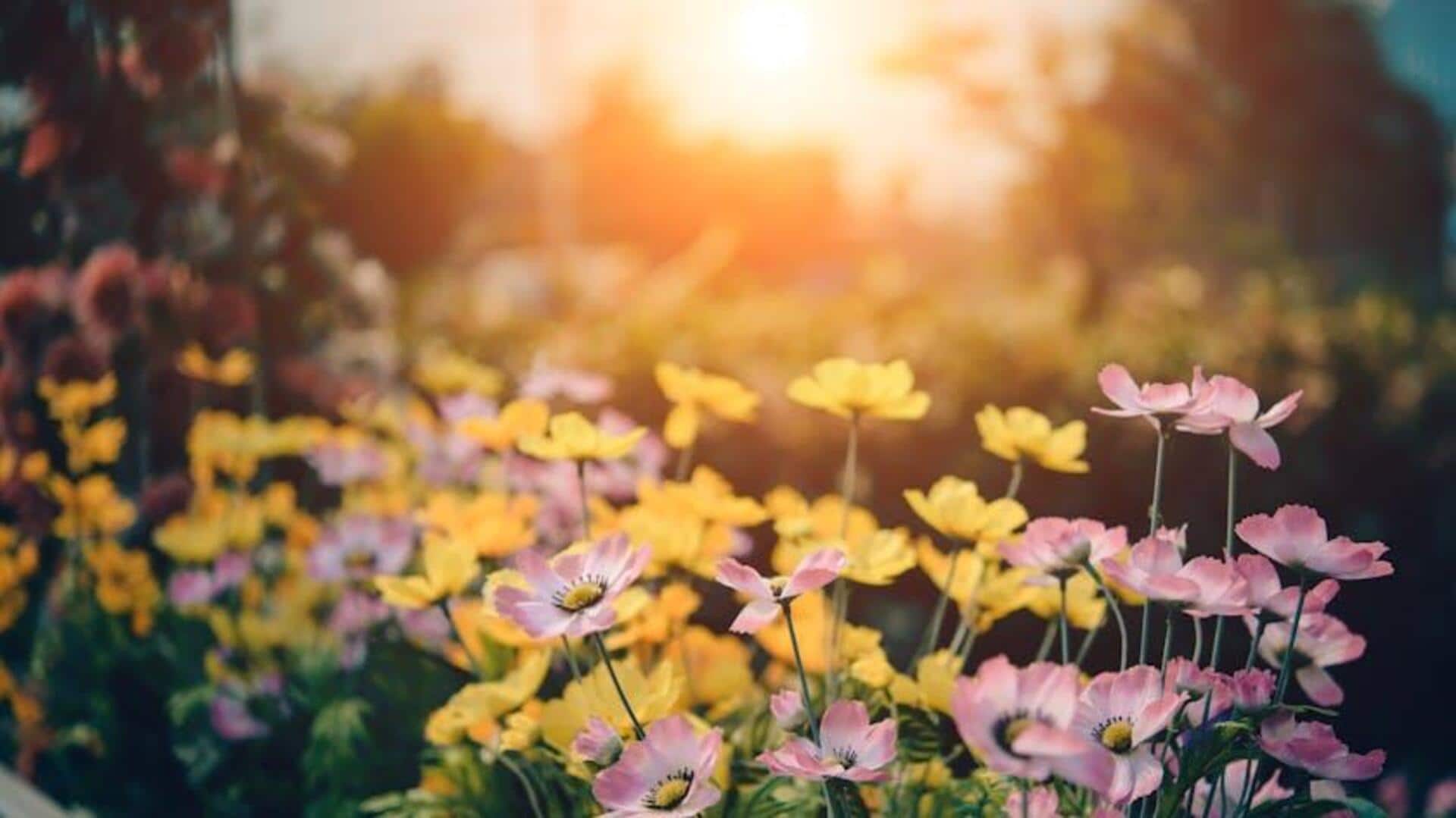 How to make your garden bloom How to make your garden bloom