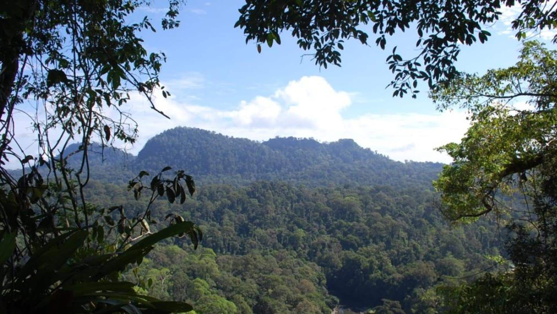 Mystical evenings in Sync Valley, Malaysia: A firefly-watching spectacle