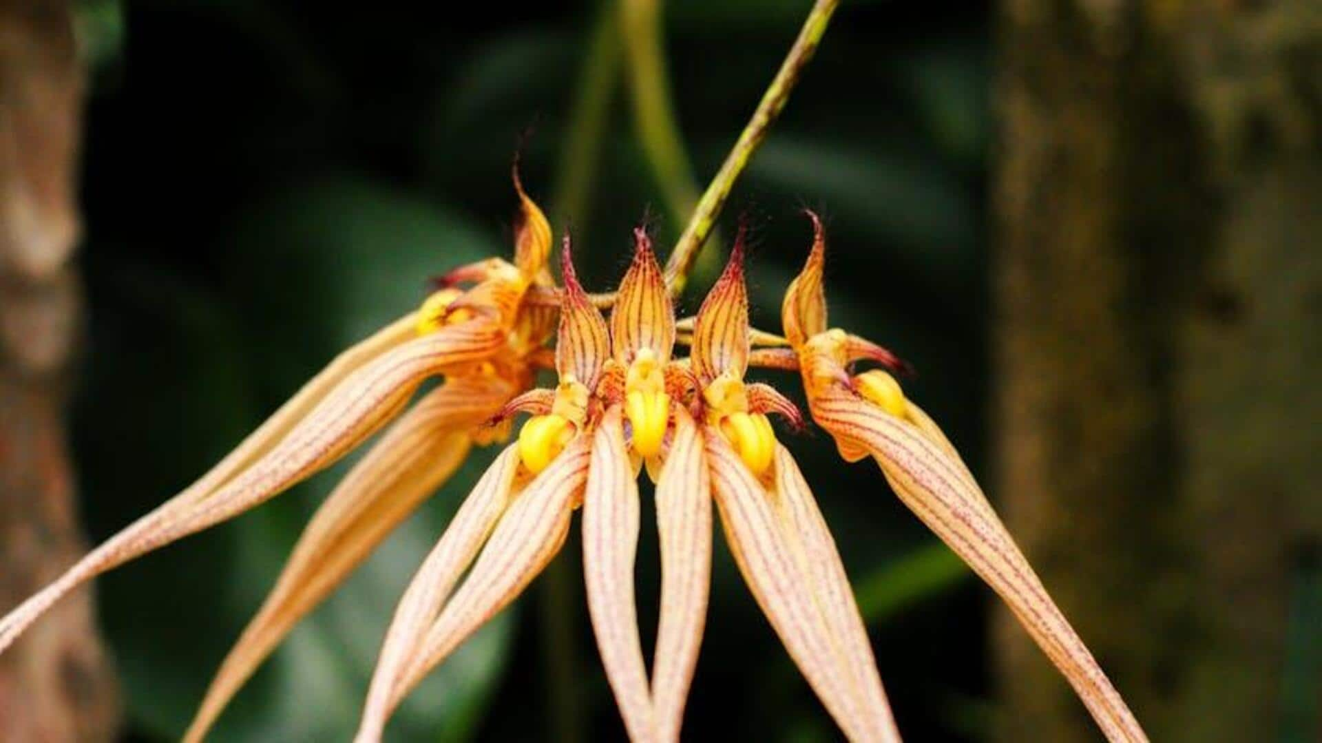 The adventure of finding rare flowers