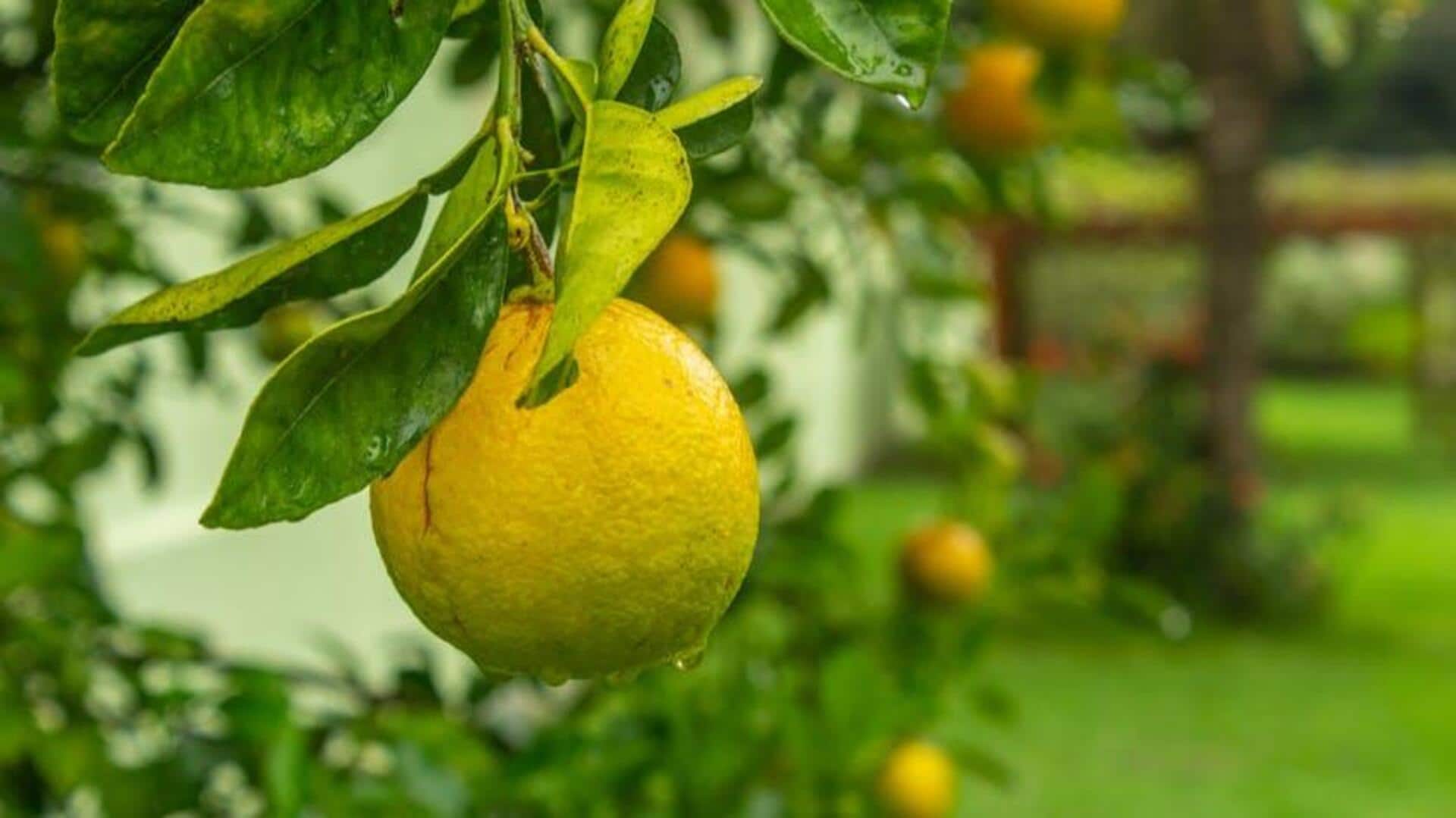 How to grow lemon trees indoors: A guide 