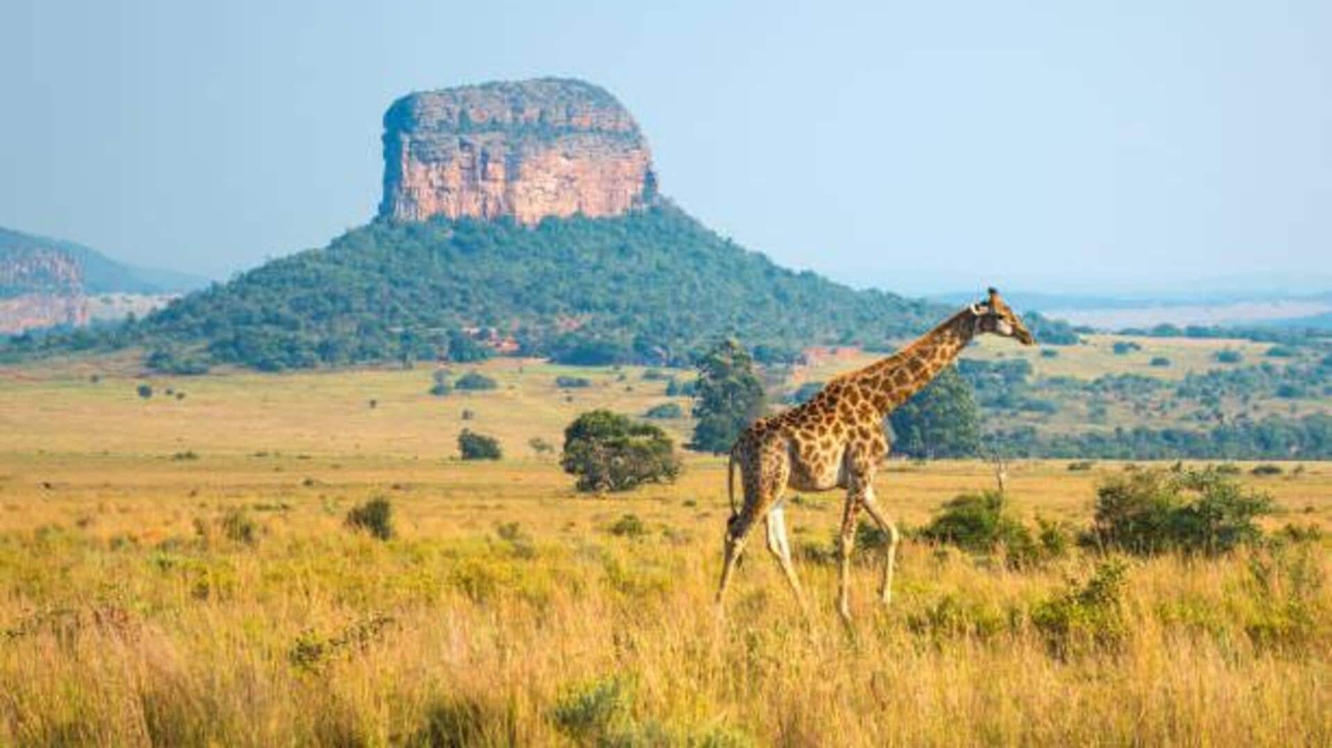 Ruaha National Park: A must-visit safari destination