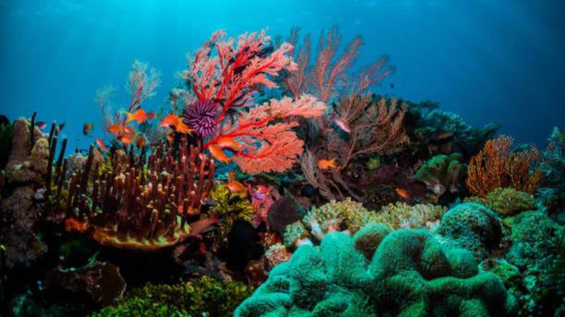 5 underwater wonderlands you should explore 5 underwater wonderlands you should explore