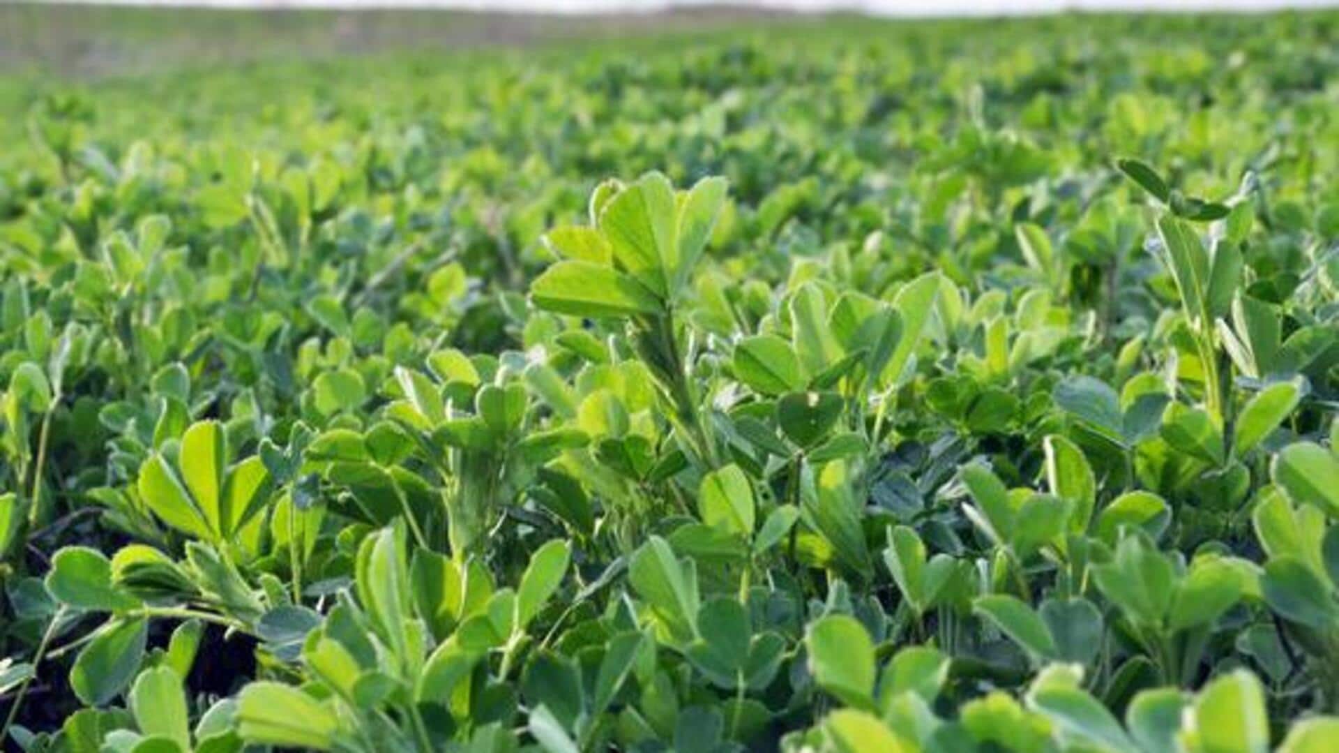 Why you should start eating alfalfa