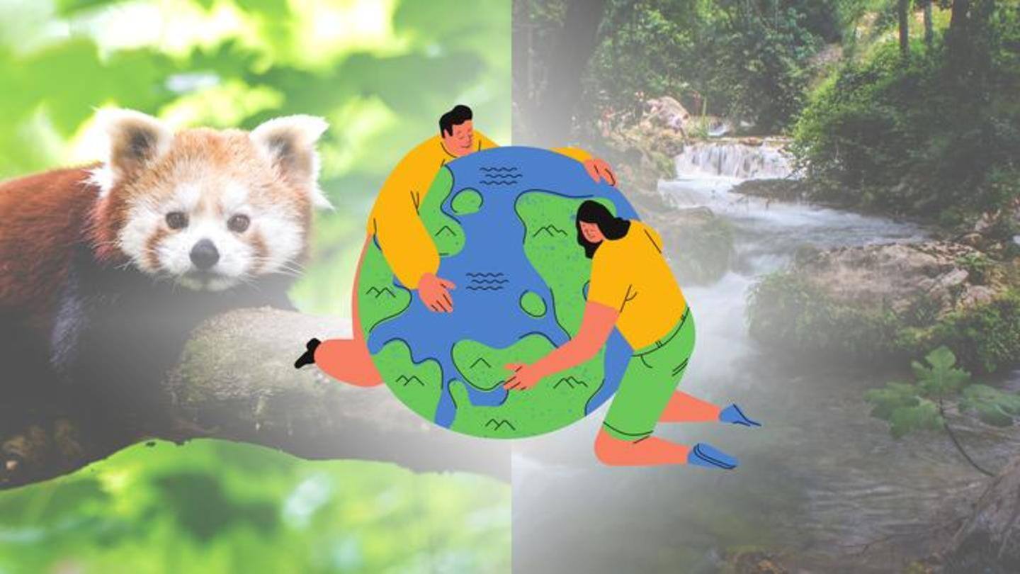 Can legal rights for animals, trees, rivers save the environment?