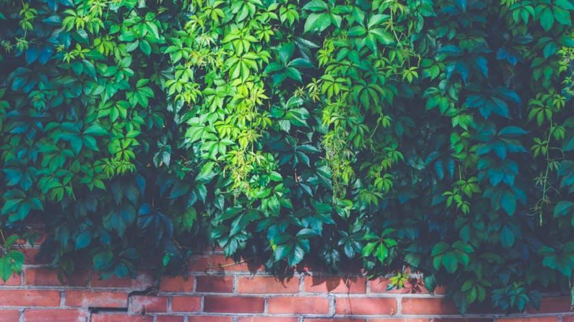 Exploring Africa's urban vertical gardens