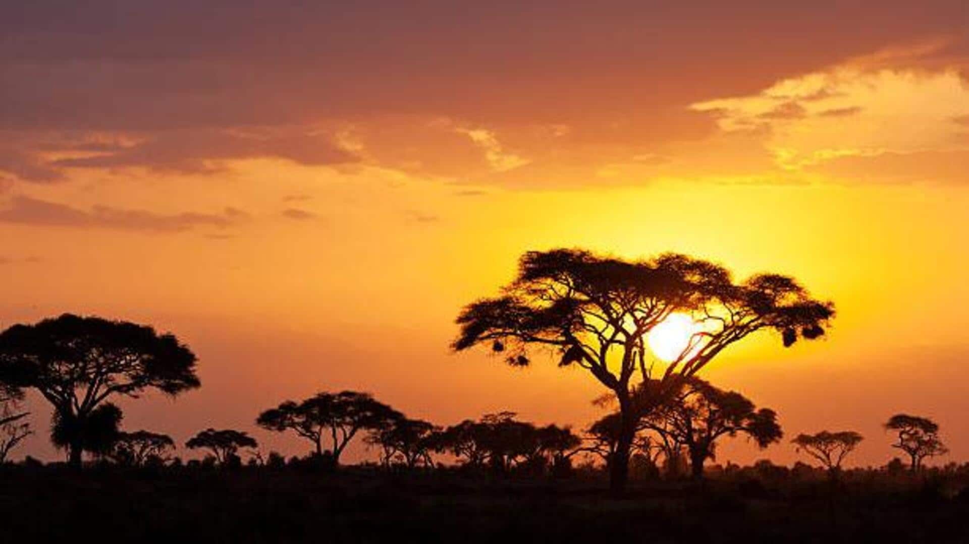 Wildlife photography 101: How to capture savanna terrains
