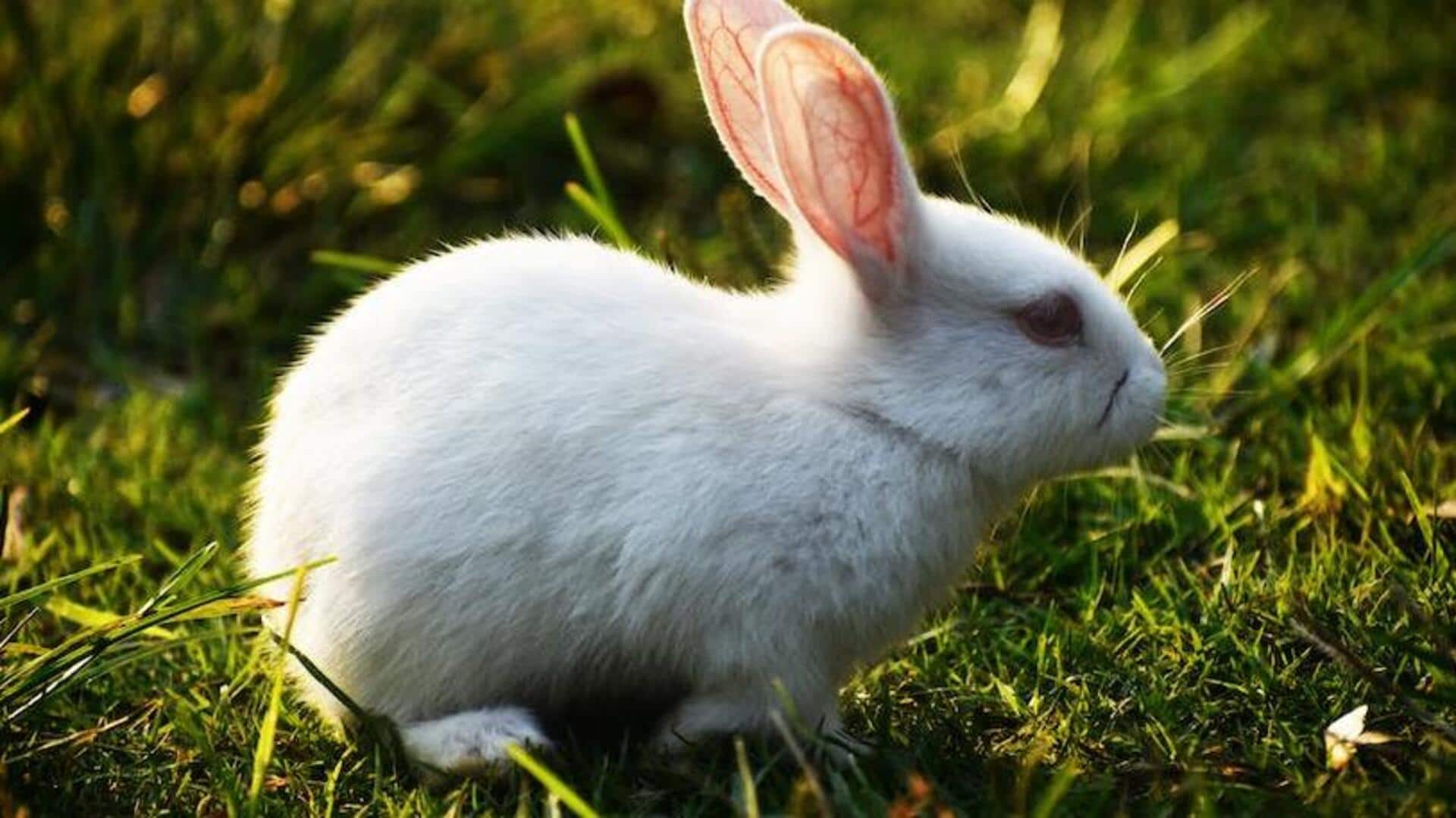 Pet rabbit care: A complete guide 