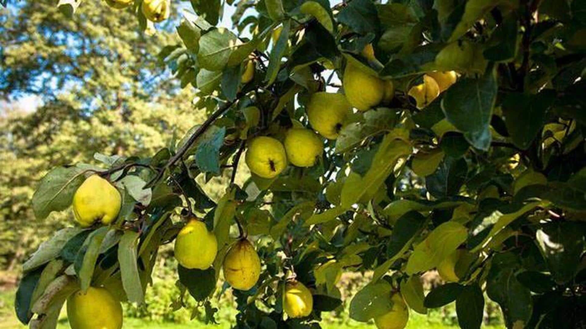 How to grow quince trees at home How to grow quince trees at home