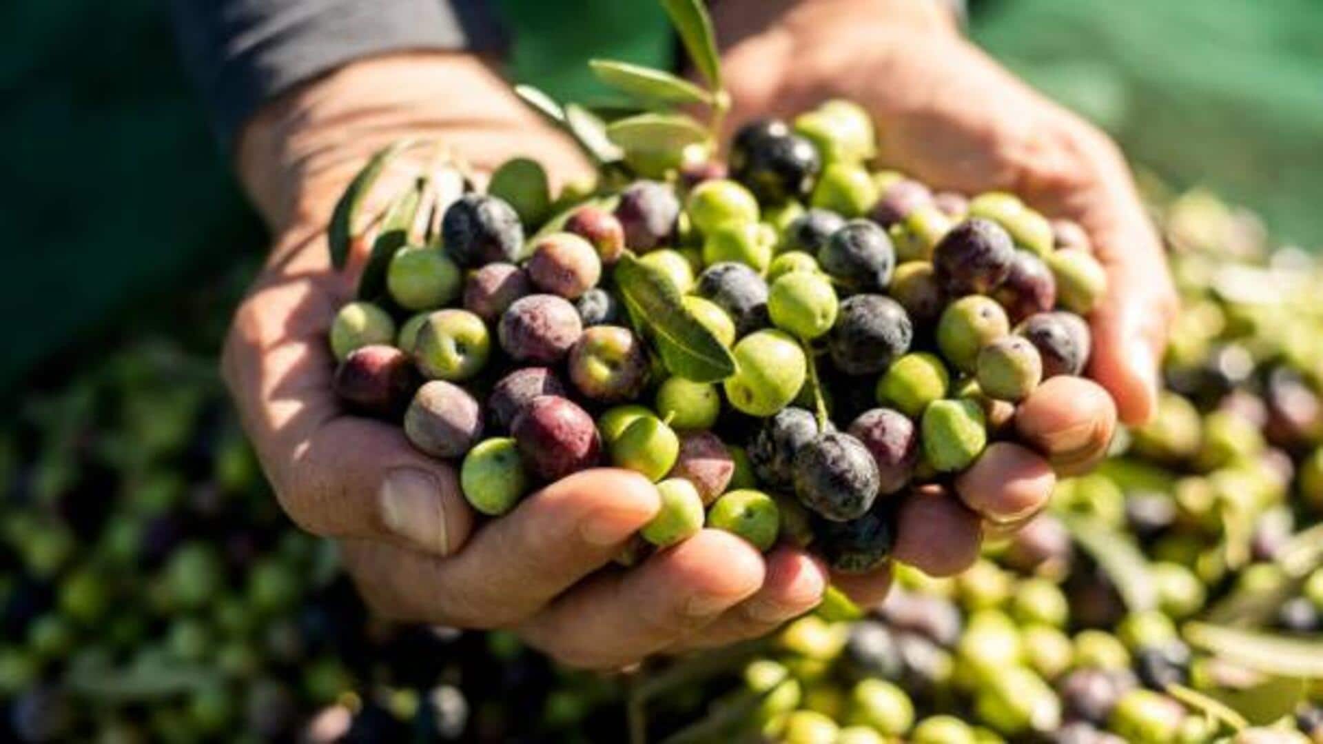 How to experience Portugal's olive harvest 