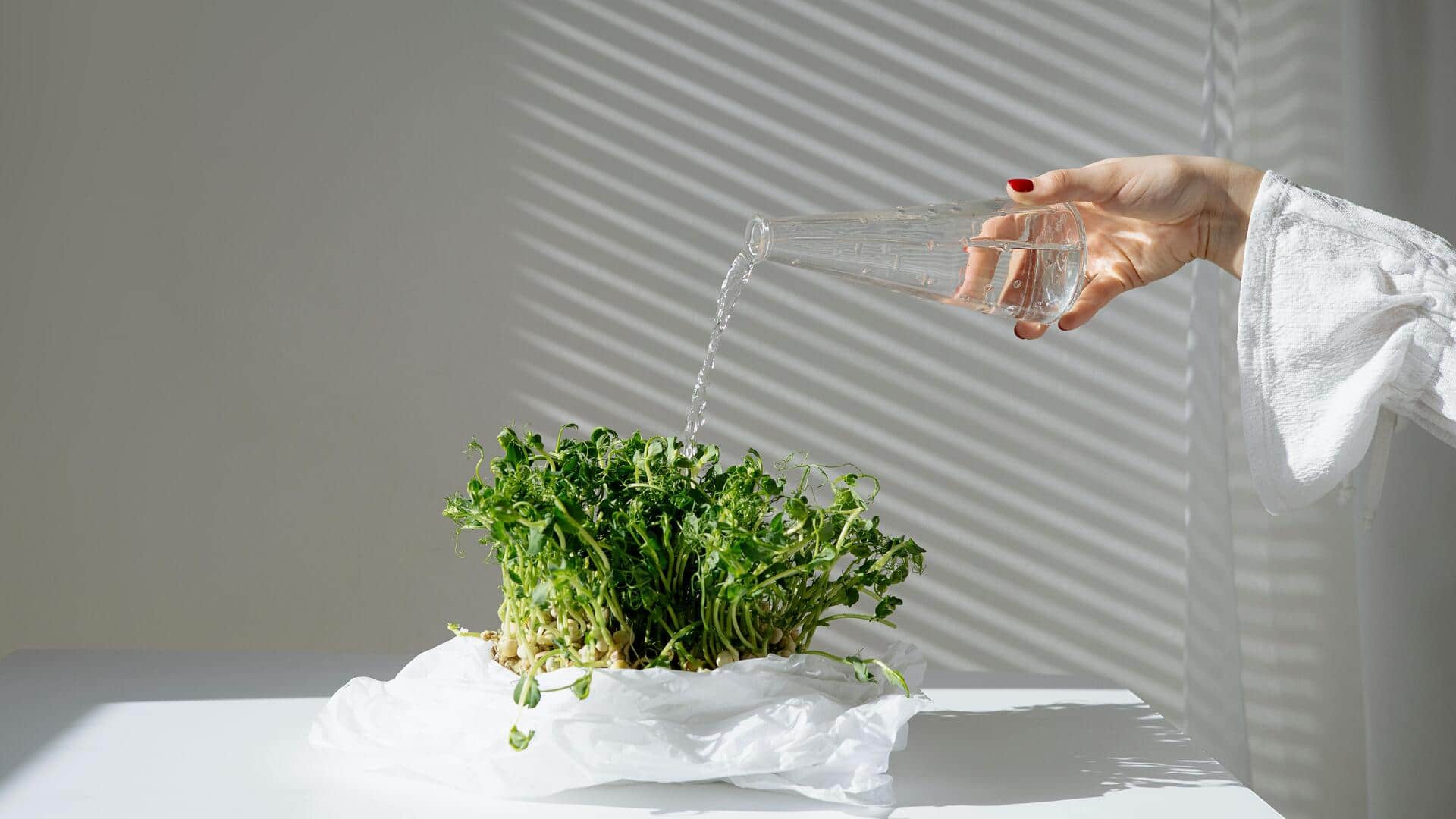 Easy ways to add garden cress to your daily meals