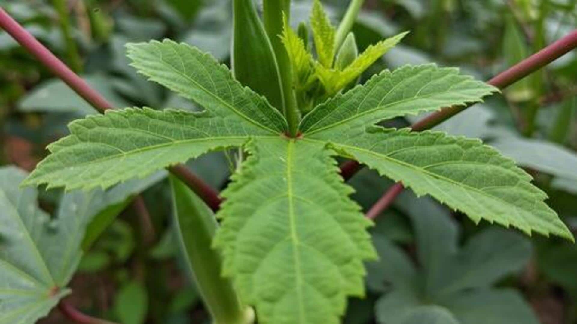 Bush okra: A lesser-known vegetable with big benefits