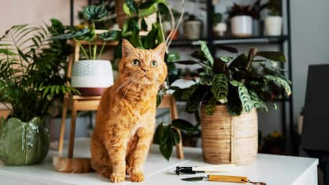 Pet-friendly plants that are safe for your furry friends