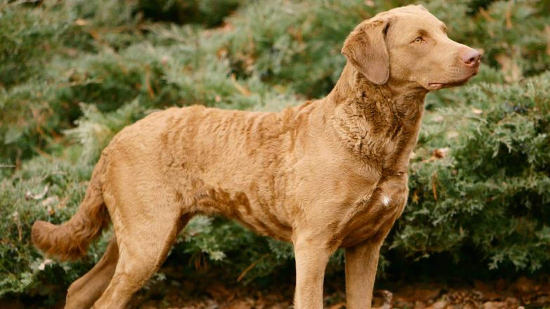 Find out your Chesapeake Bay Retriever dog's coat care essentials