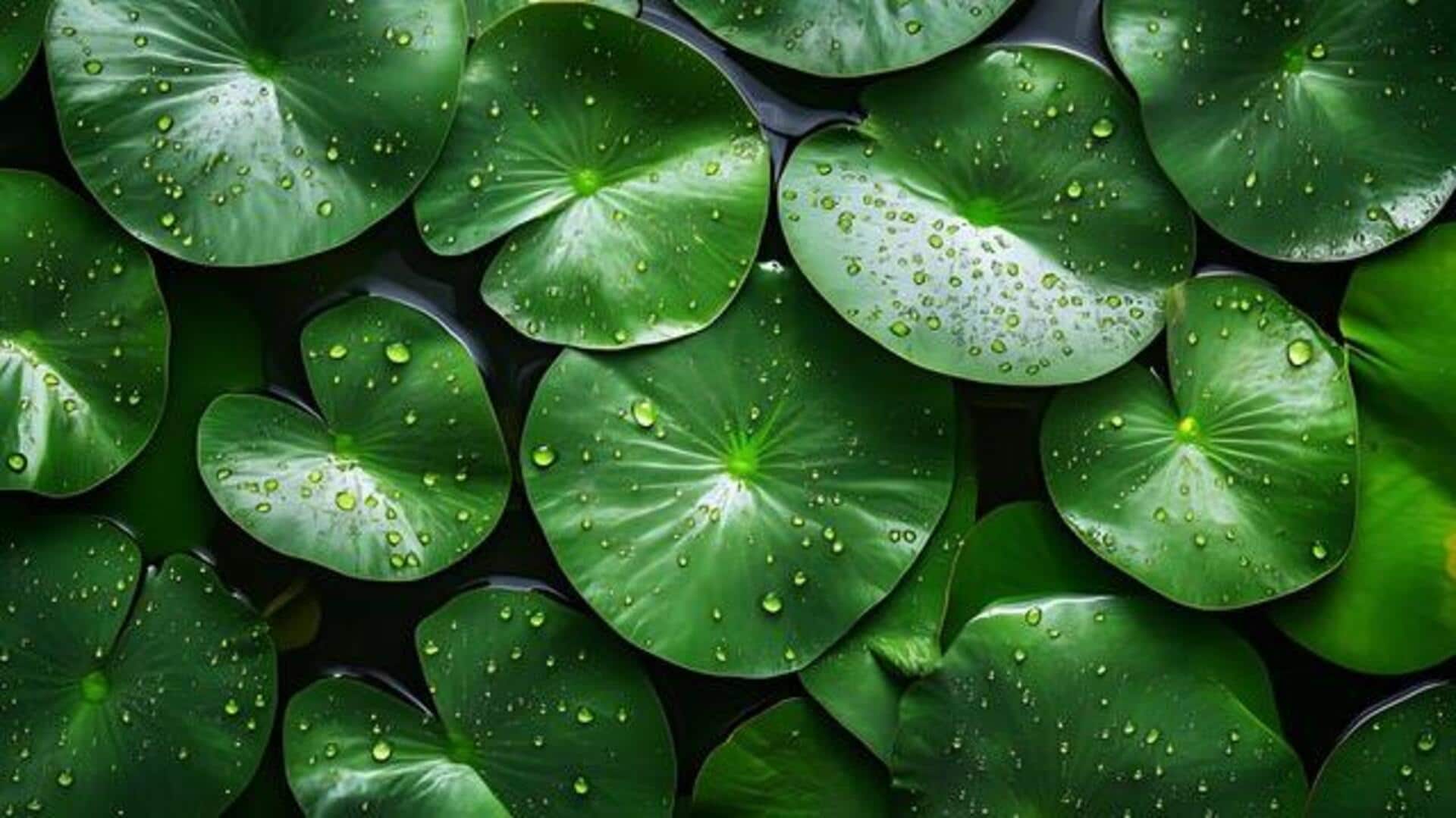 How to use waterleaf in vegetarian recipes