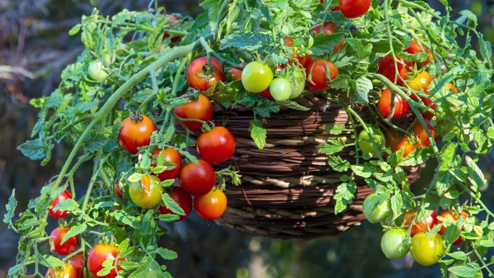 How to grow cherry tomatoes in hanging baskets