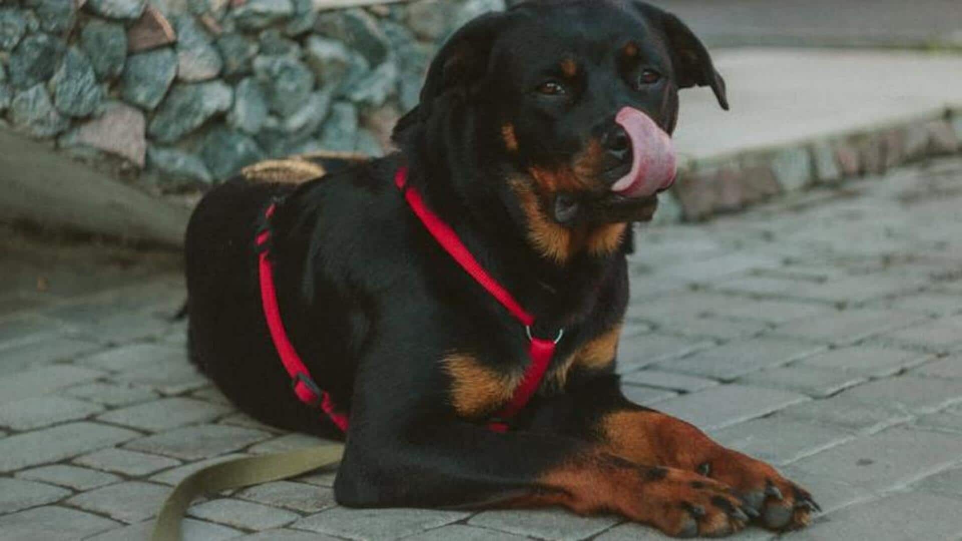 Keep your Rottweiler's dental care on top with these tips