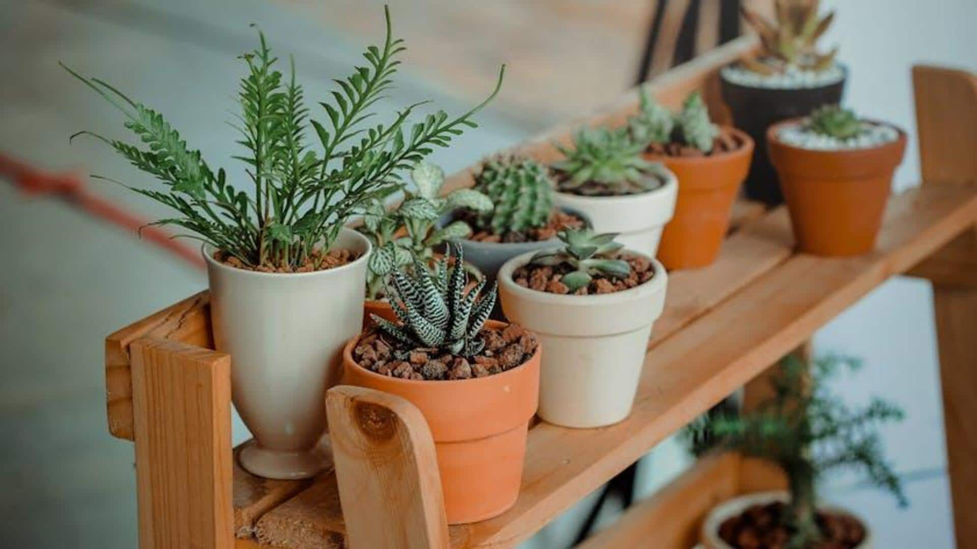 5 simple tips for happy and healthy indoor plants 