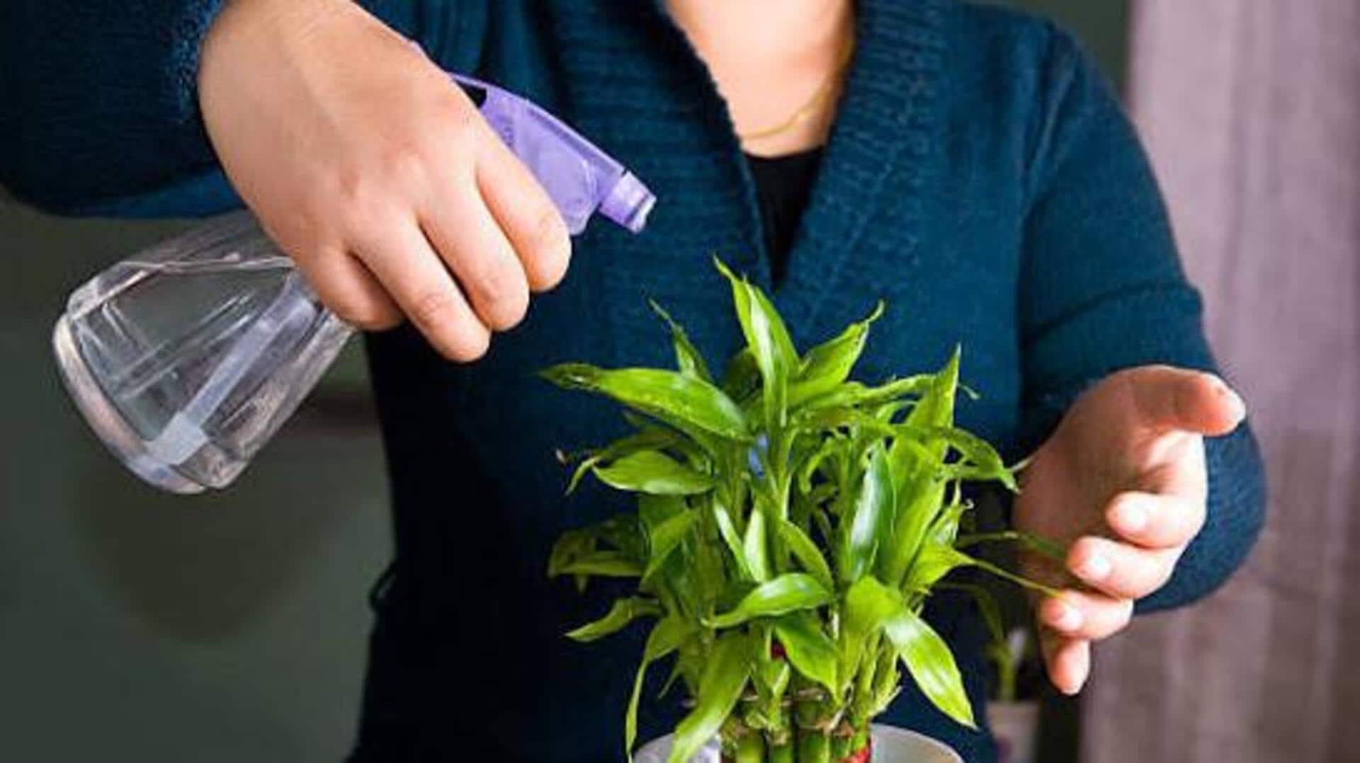 How to water bamboo plants the right way