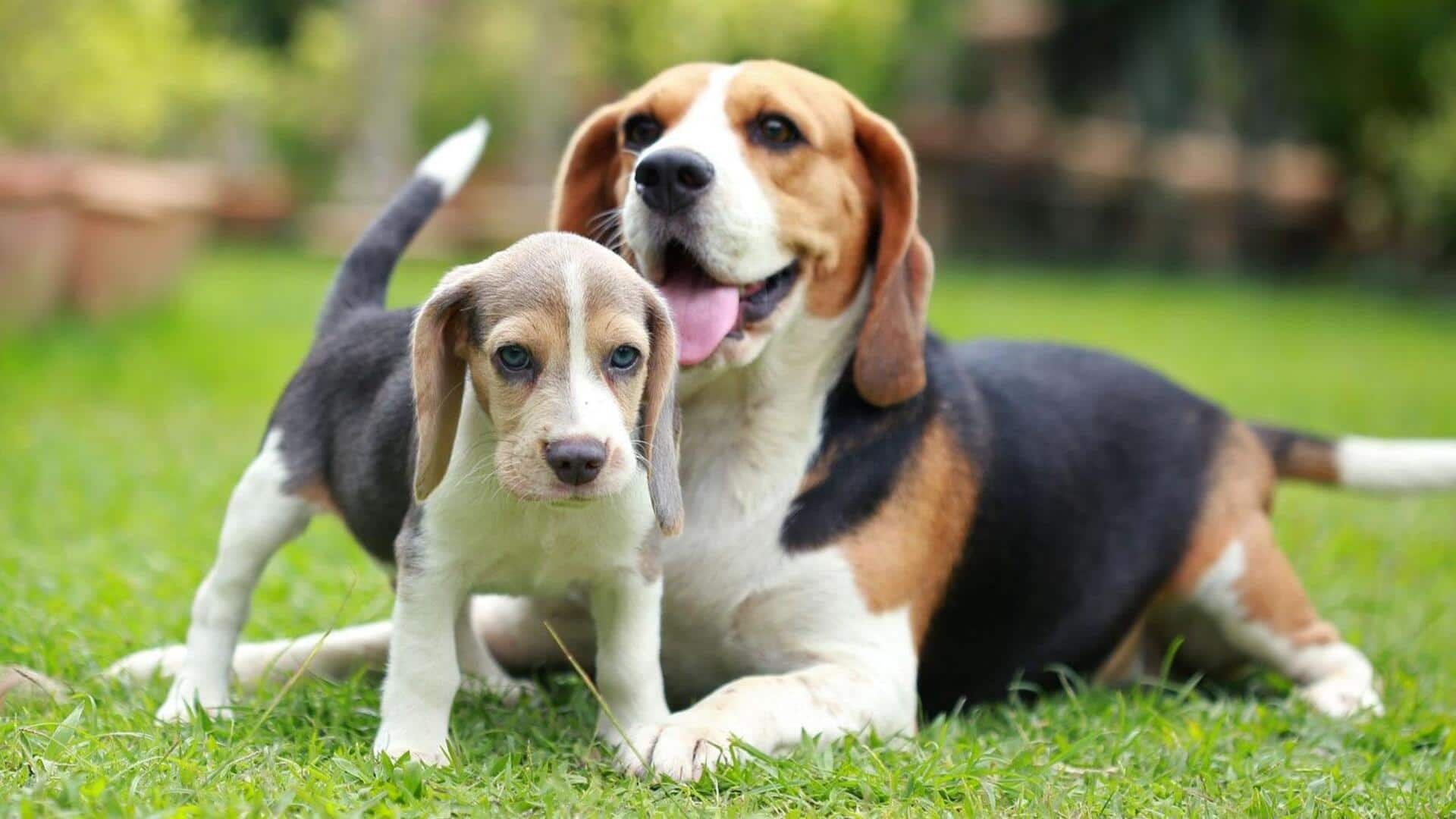 Beagle ear outlet cleaning solution