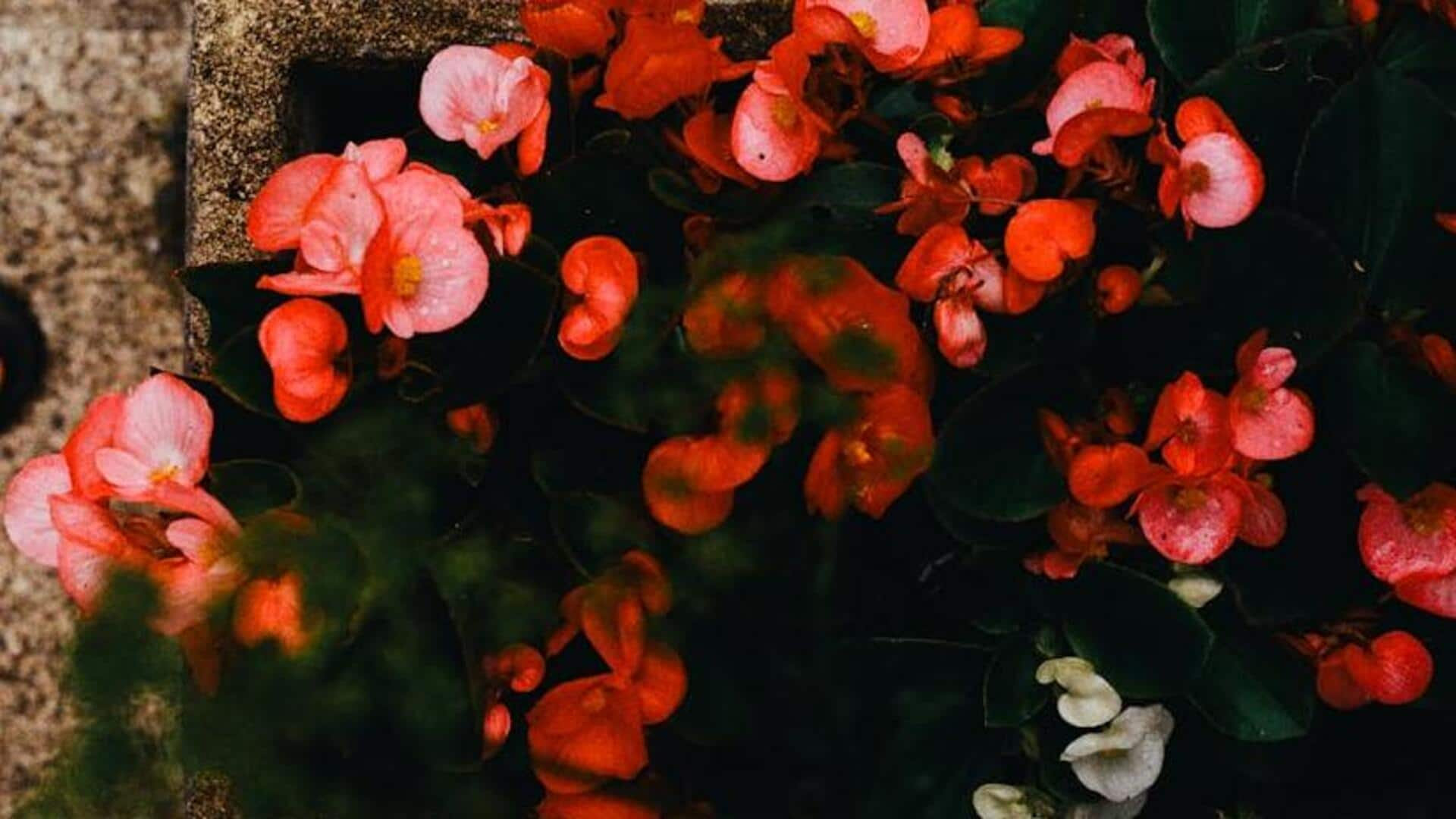 Bountiful begonias: 5 blossoming care essentials