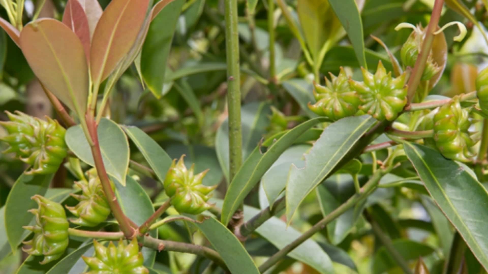 How to grow star anise at home How to grow star anise at home