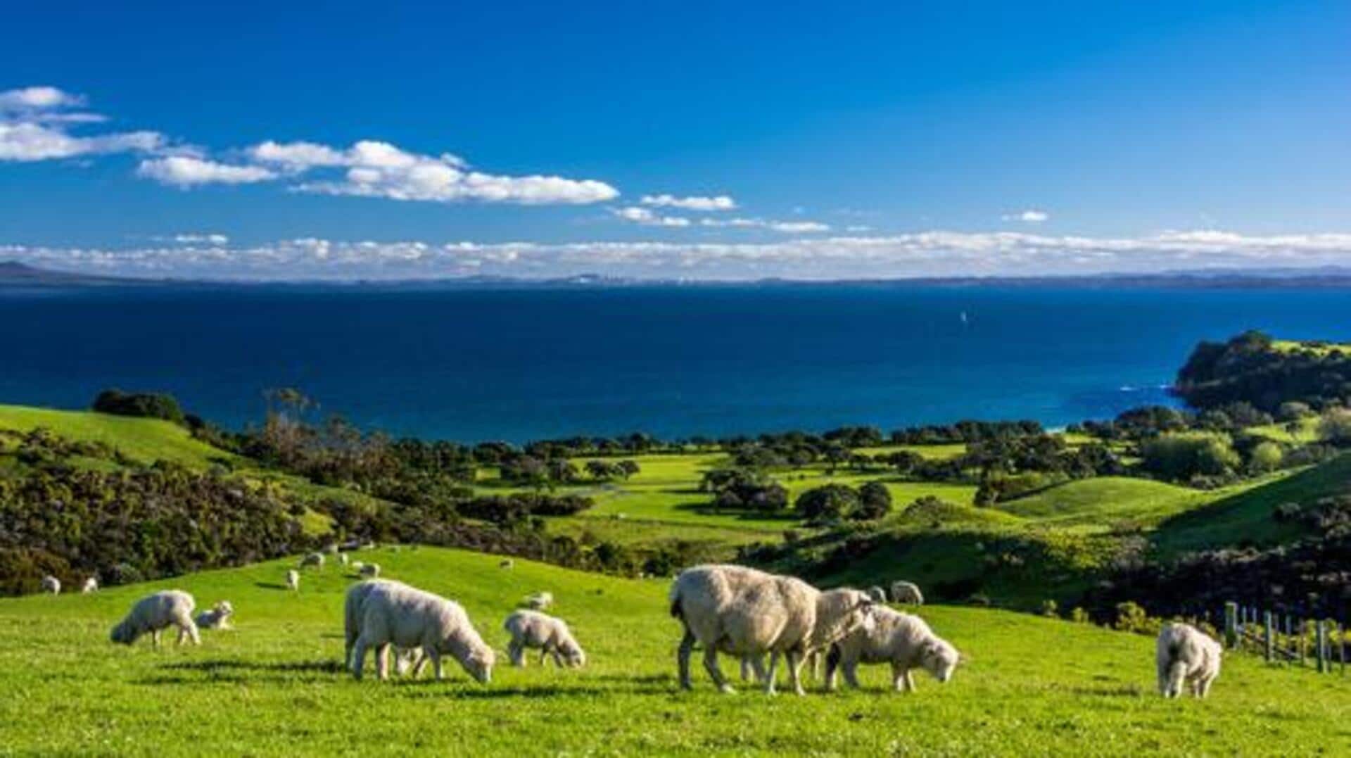 Your guide to exploring New Zealand's countryside 