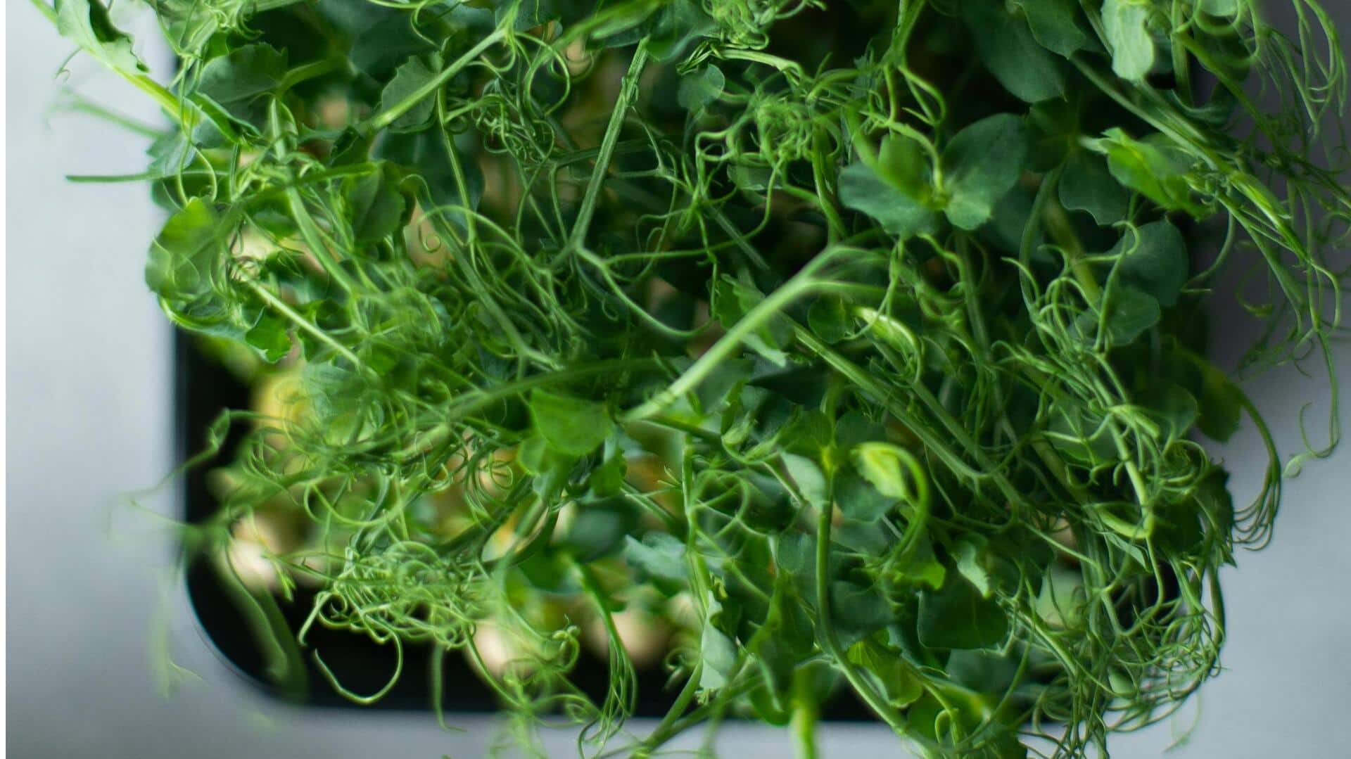 Your step-by-step guide to growing microgreens at home Your step-by-step guide to growing microgreens at home