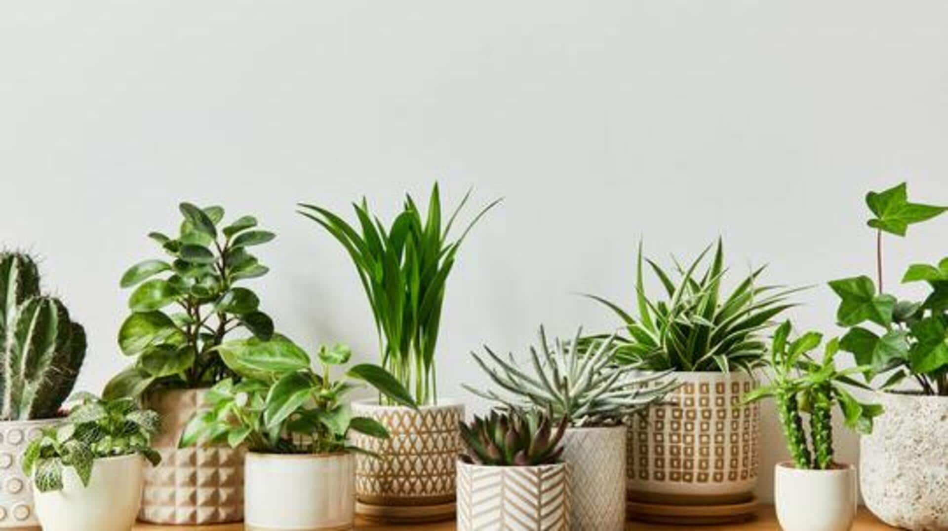 Why you should quarantine new indoor plants