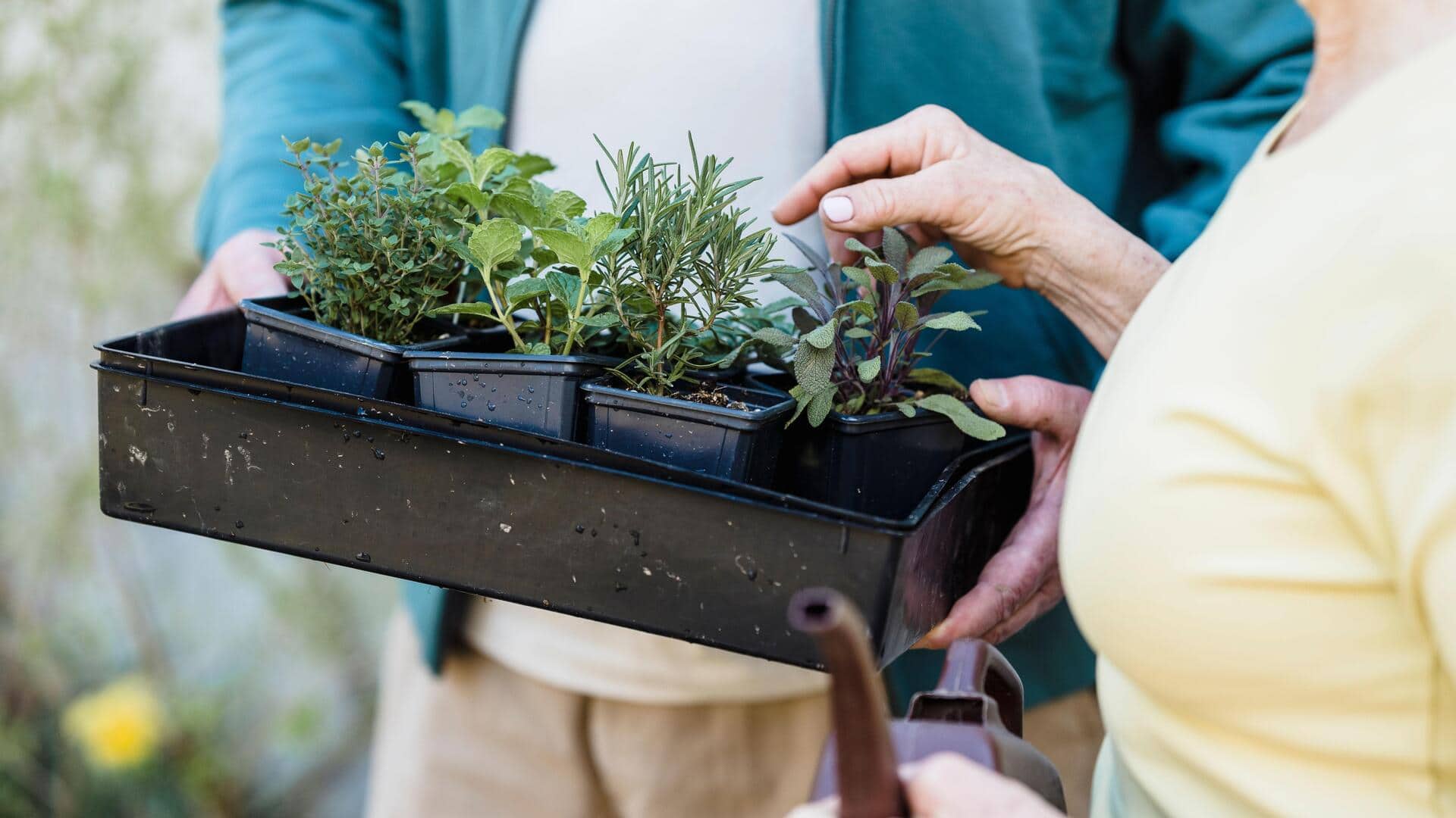 Indoor gardening 101: How to grow mint in containers