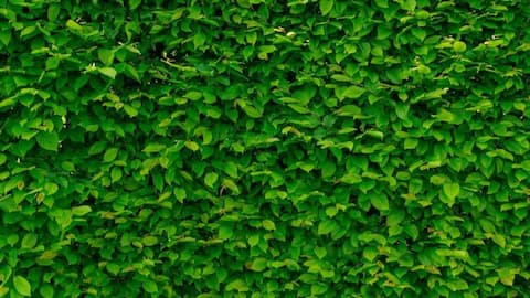 From trash to treasure: Transforming your vertical garden sustainably