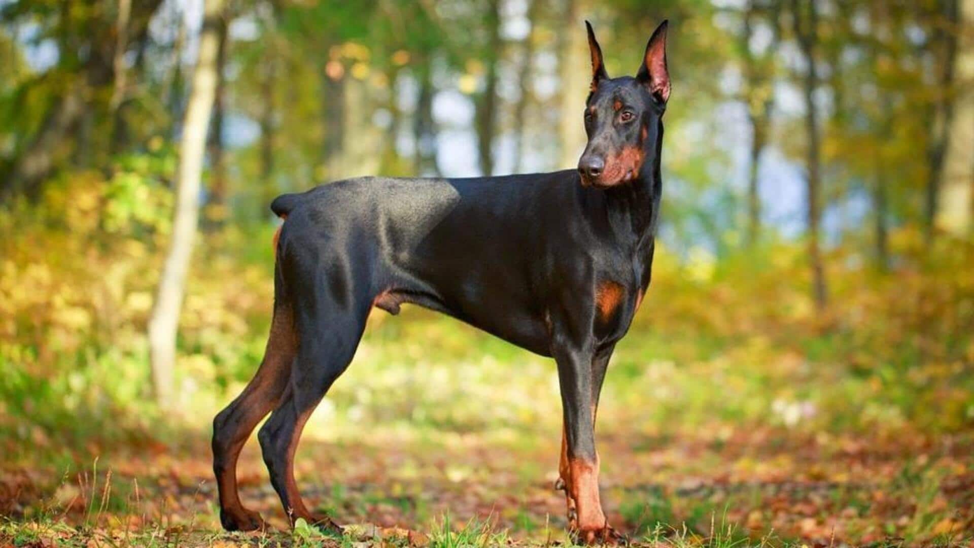 Keep your Doberman Pinscher healthy with these exercise tips