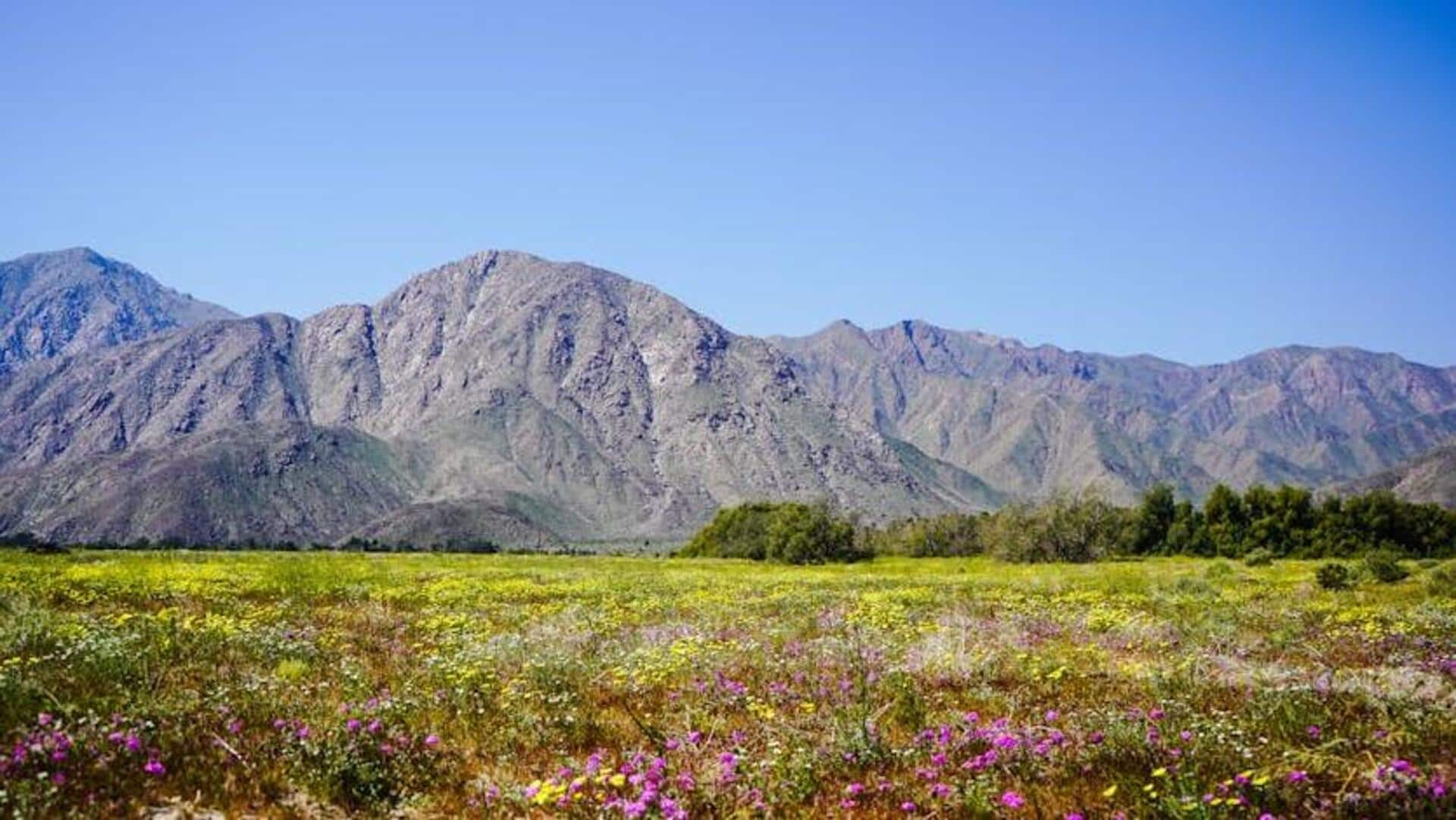 Marvel at Anza-Borrego's wildflowers and starlit skies in California