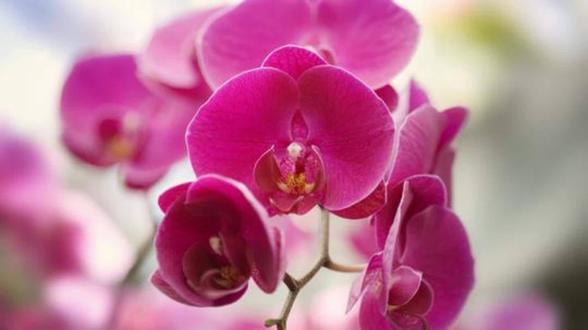 Orchid care: Temperature tips for healthy flowers 