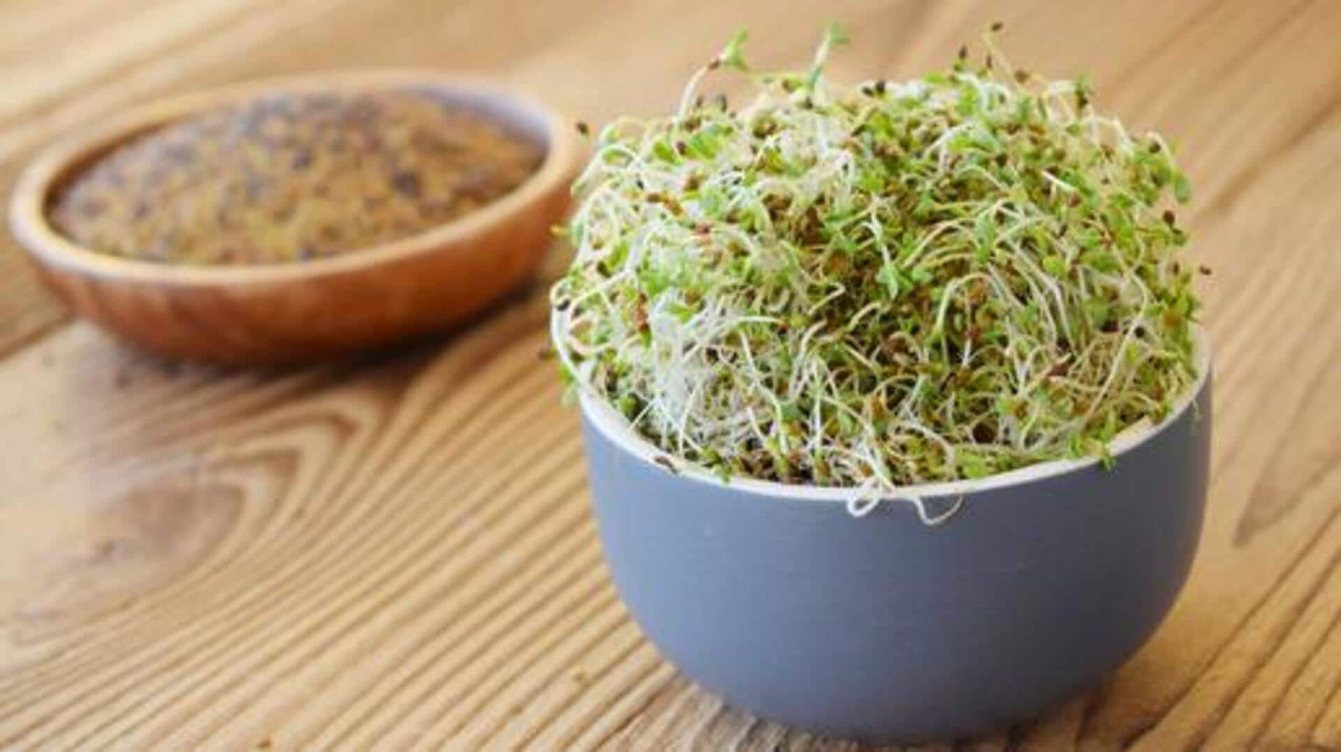 Alfalfa seeds: The underrated superfood you need 