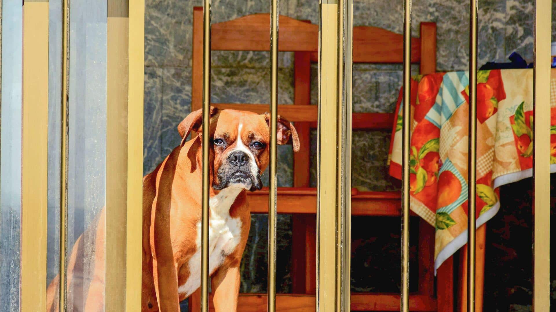 Make your balcony safe and comfortable for your dog