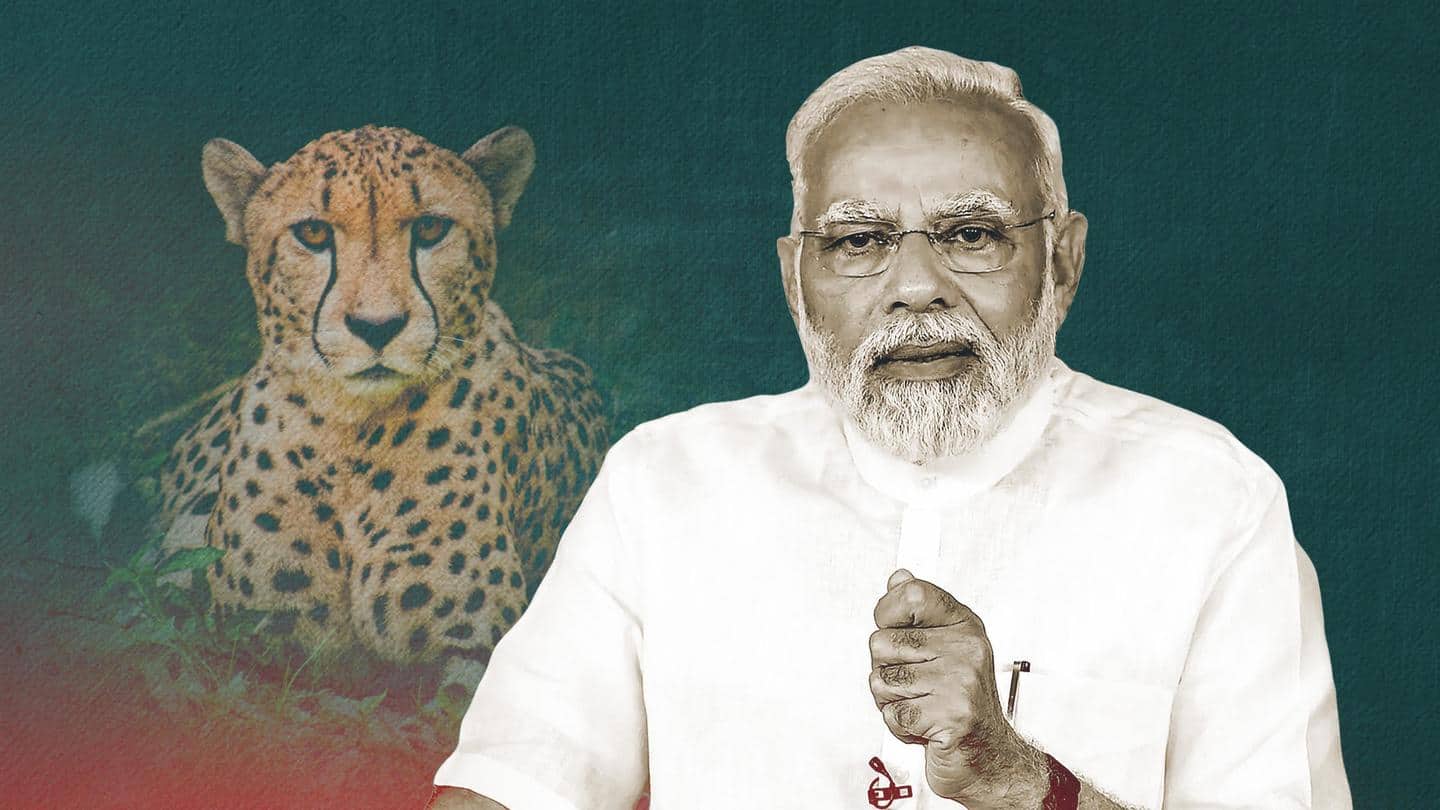 PM Modi releases cheetahs from Namibia into Kuno National Park