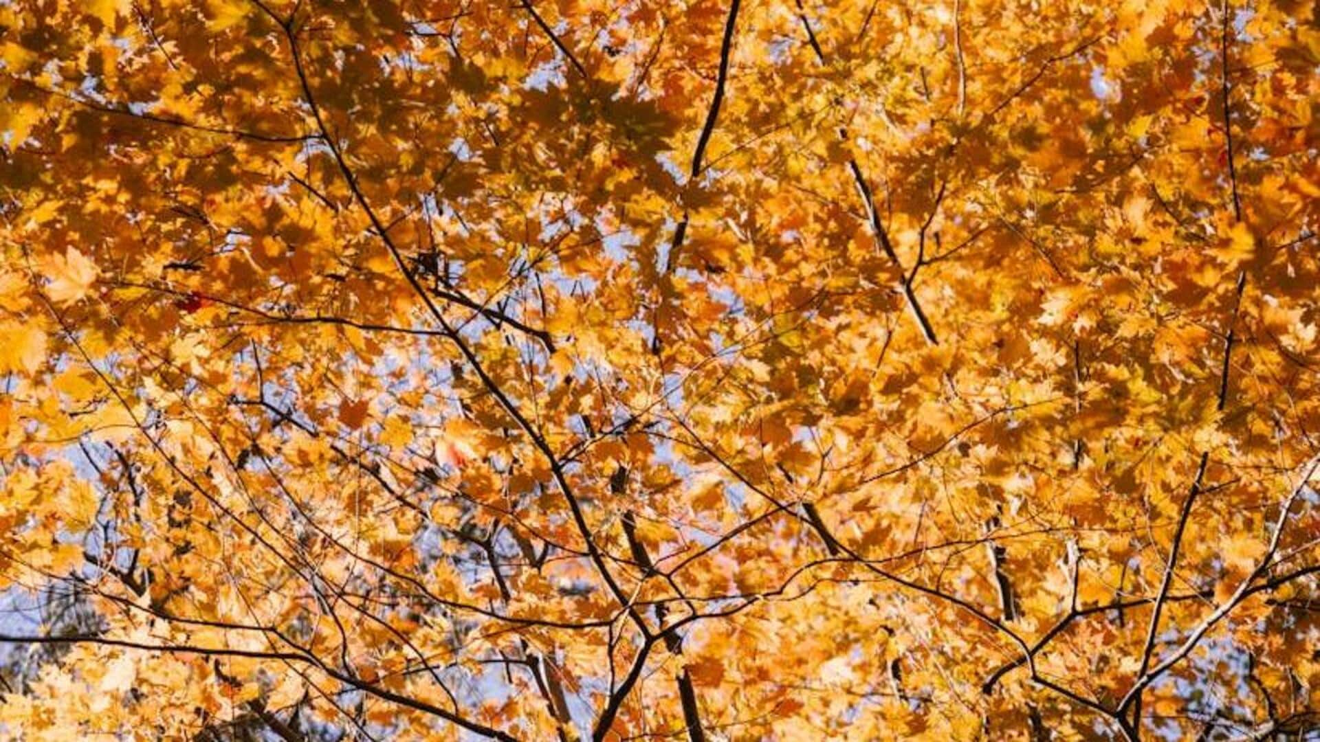 Essential yet simple maple tree care tips