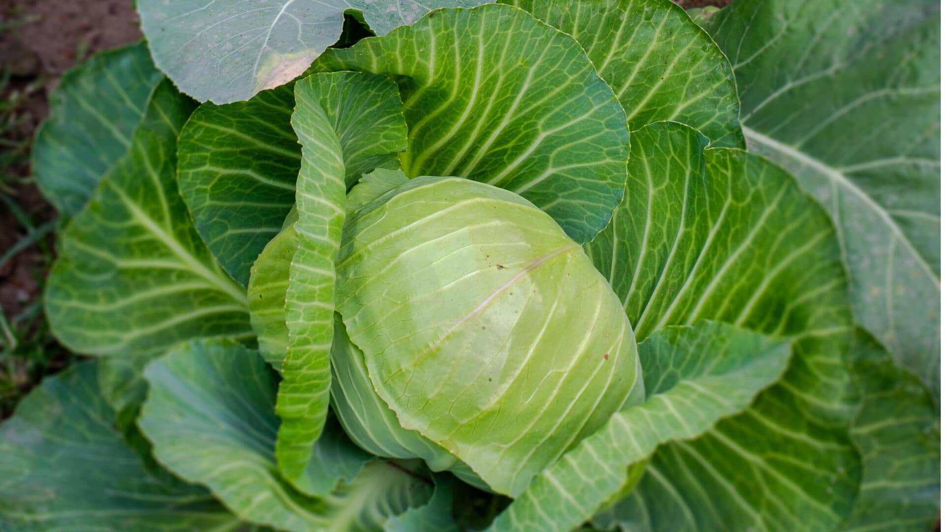 5 surprising ways to turn cabbage stems into delicious meals