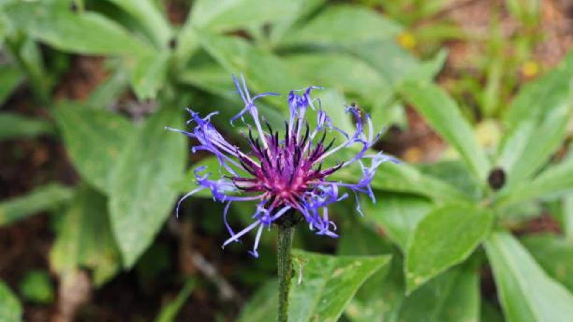 Devil's claw for pain relief: What to know