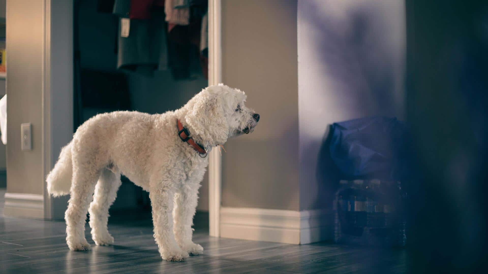 Keep your dog safe from these 5 closet dangers