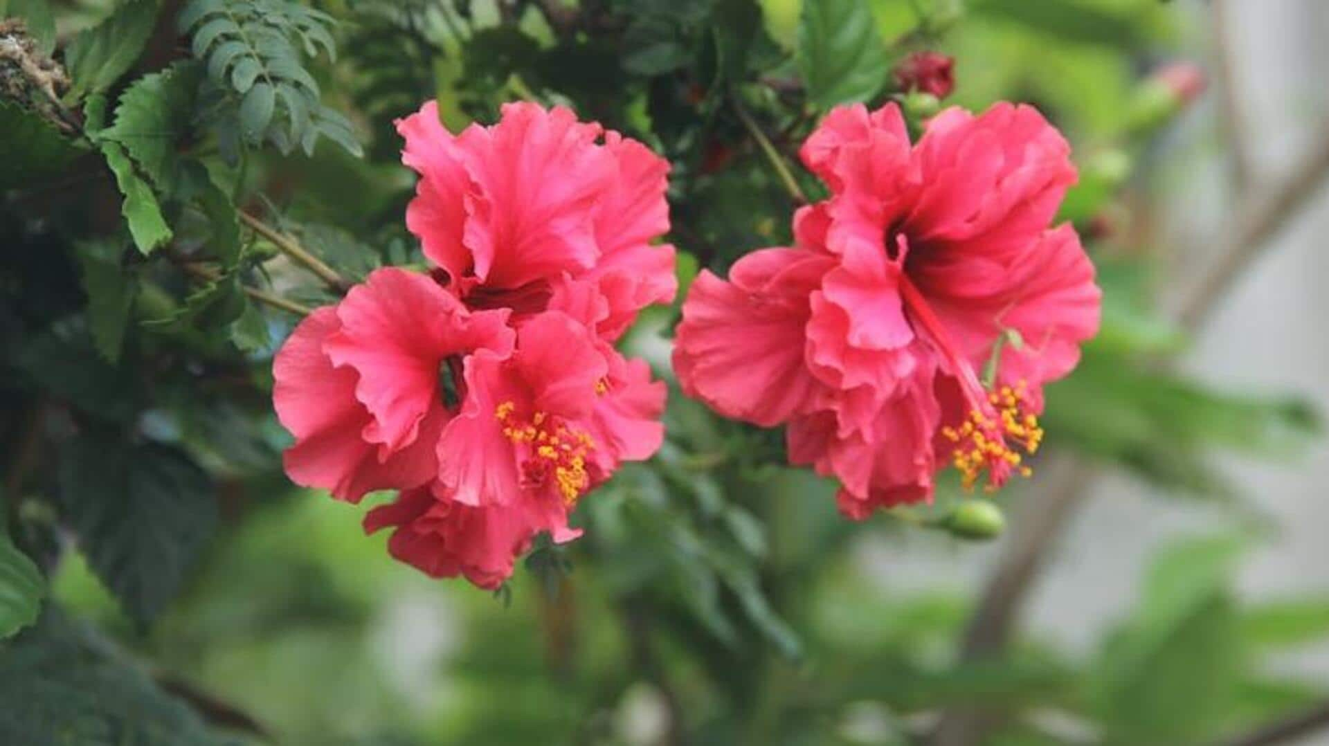 Exploring hibiscus's blood pressure regulating benefits