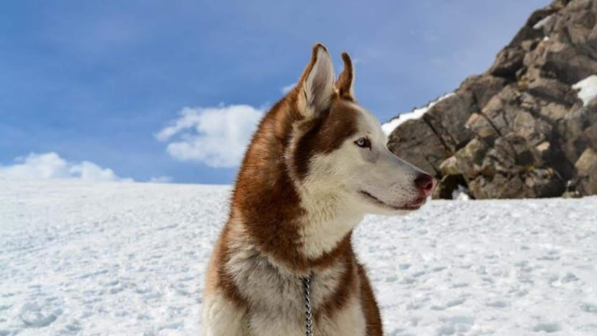 Alaskan Malamute cold weather care