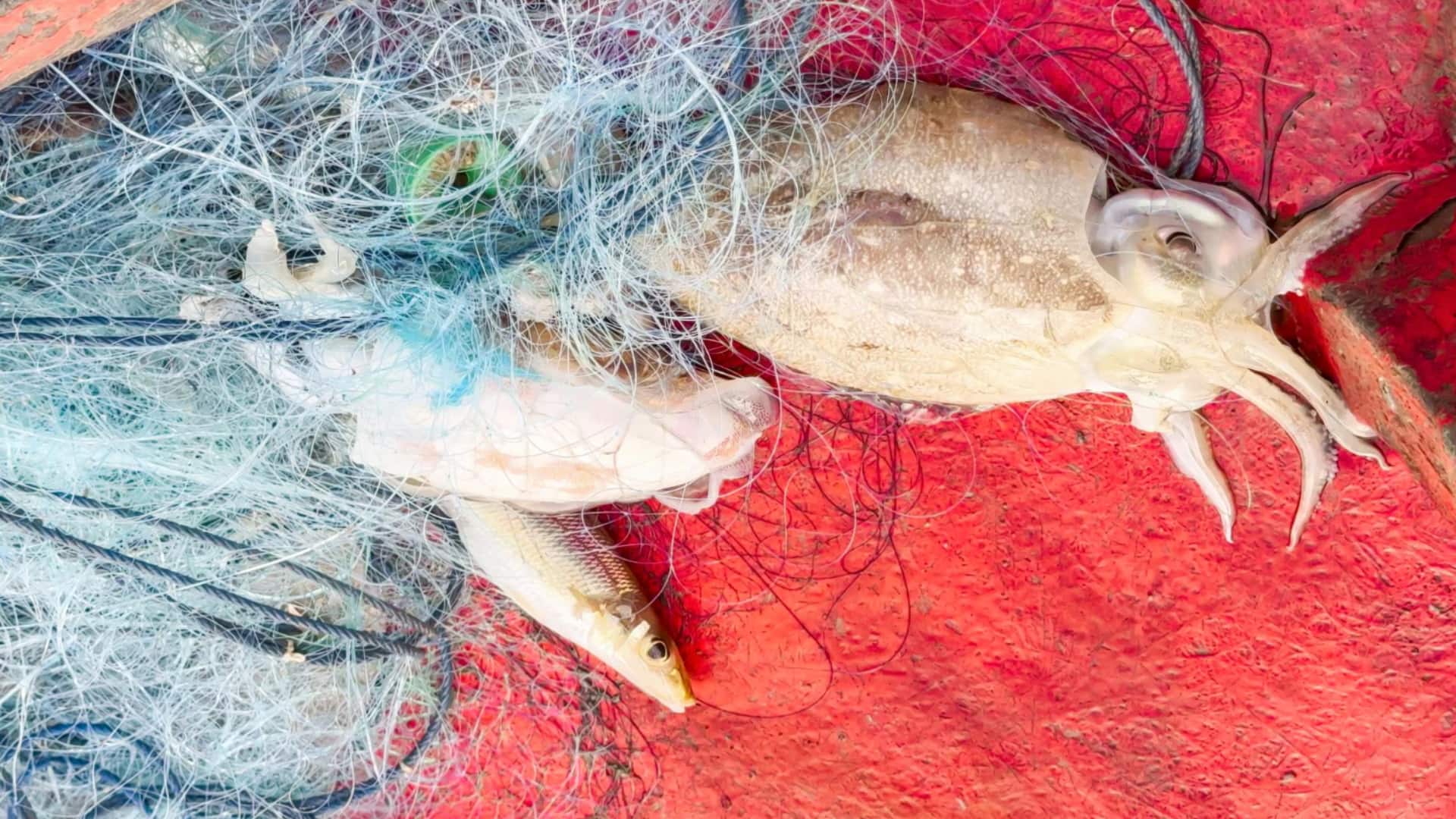This is the world's 1st smart squid fishing robot